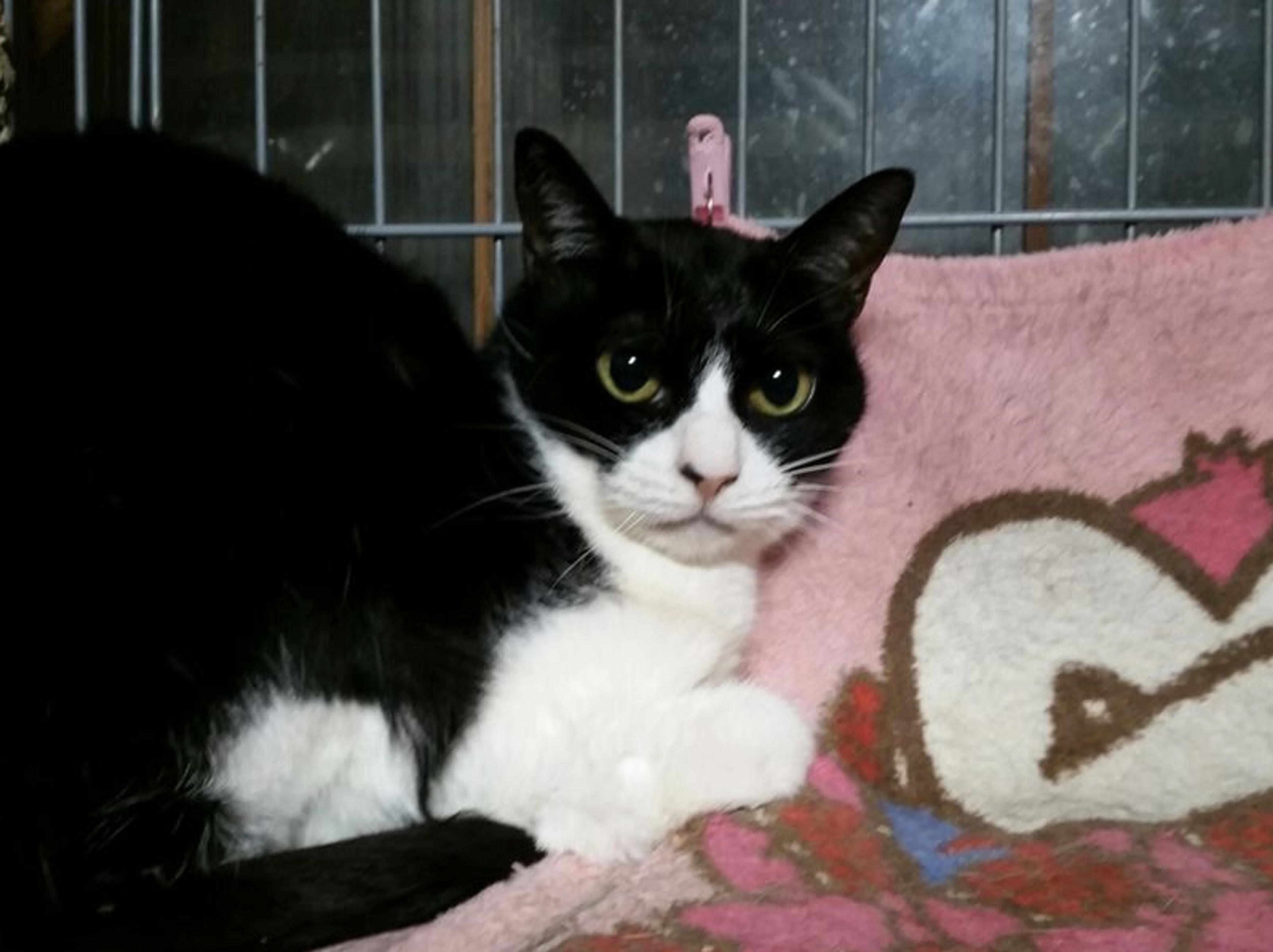 pet-image-2