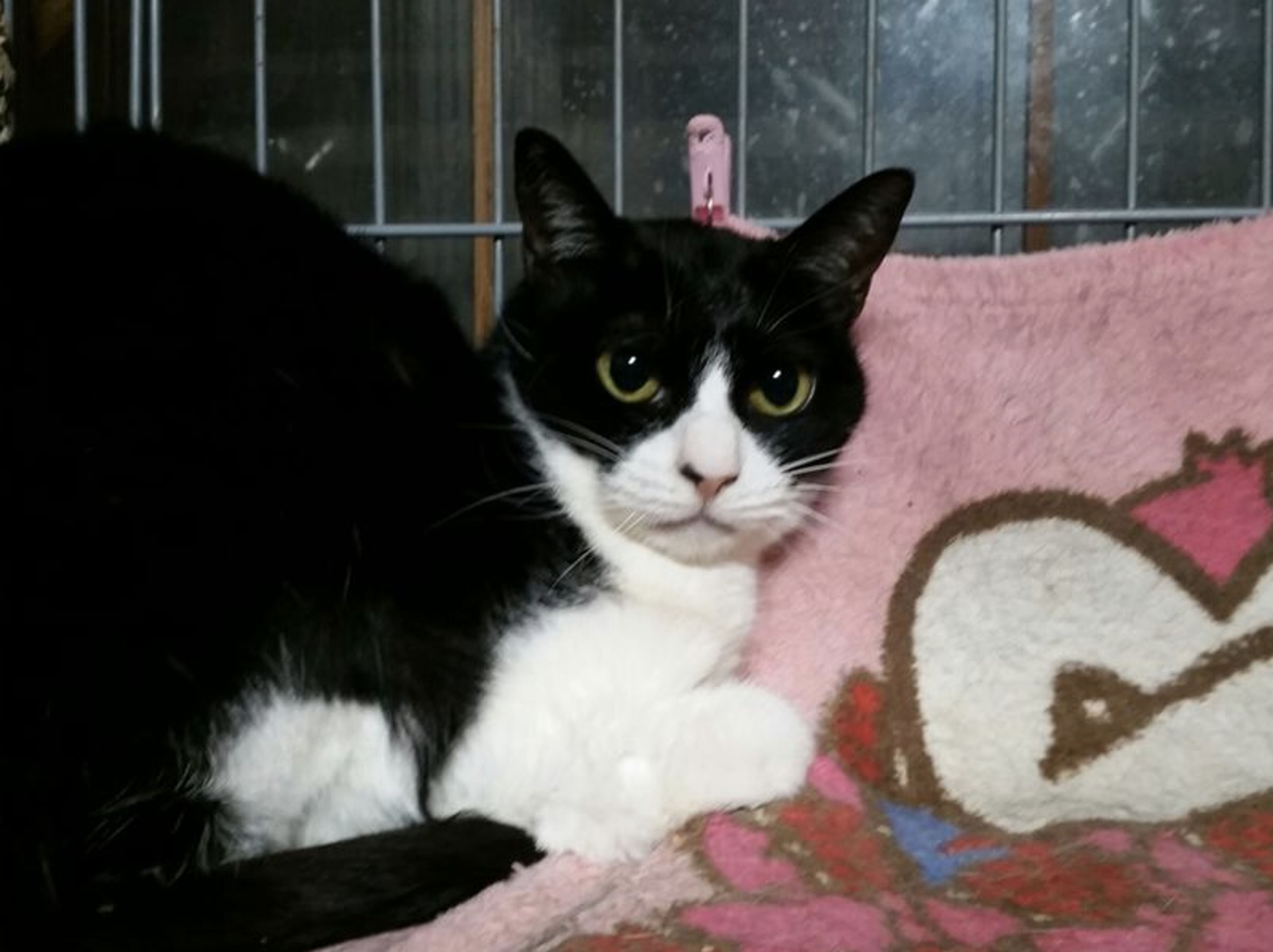 pet-image-2