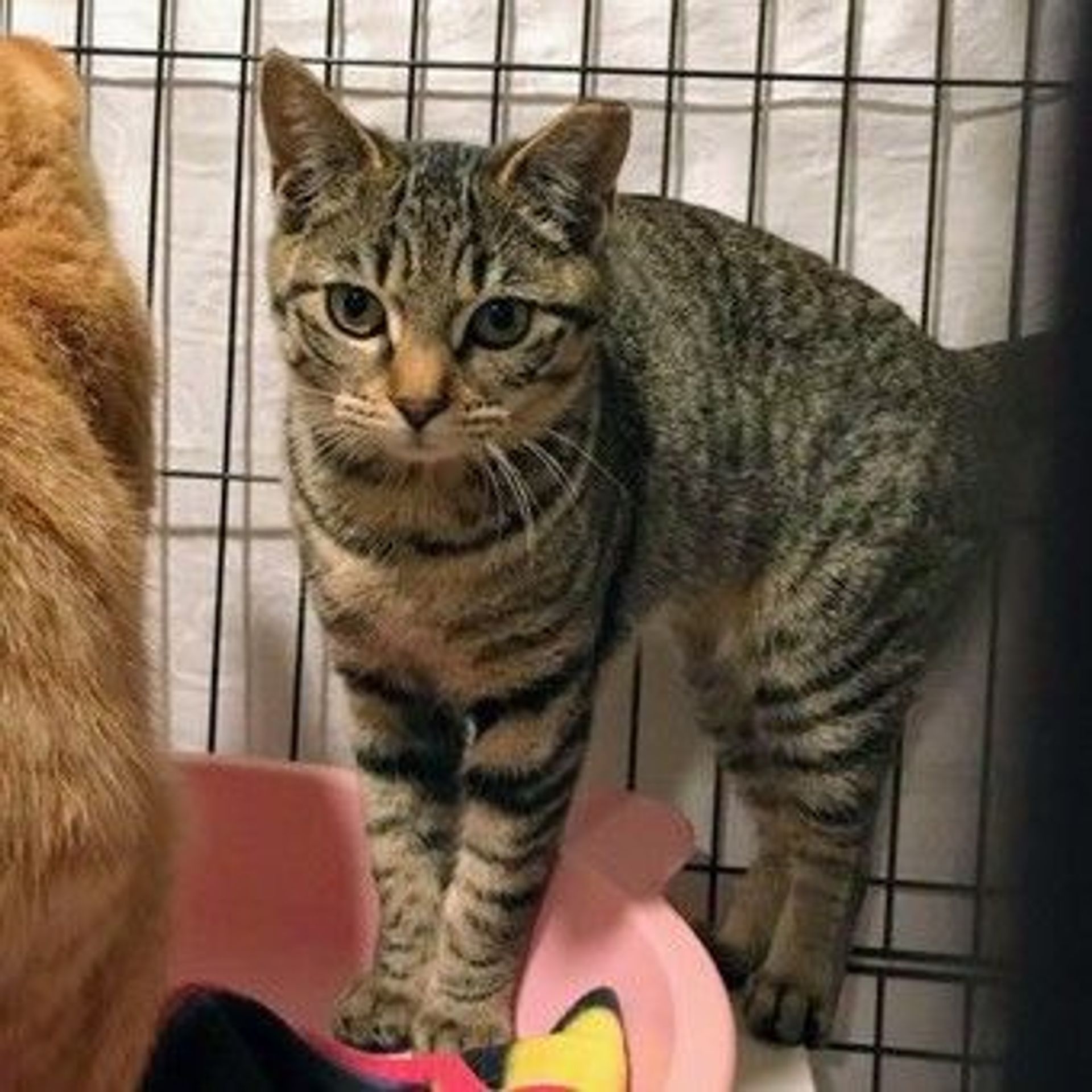 雑種（ミックス猫）・メスの里親募集の写真