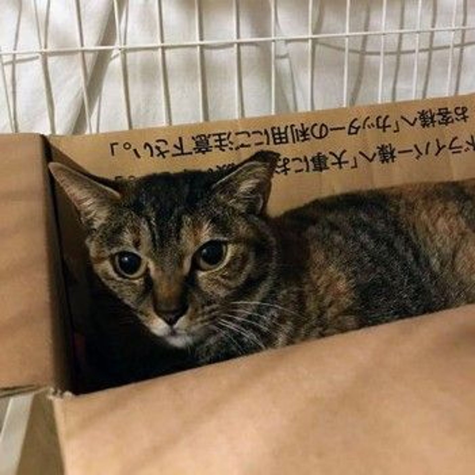 雑種（ミックス猫）・メスの里親募集の写真