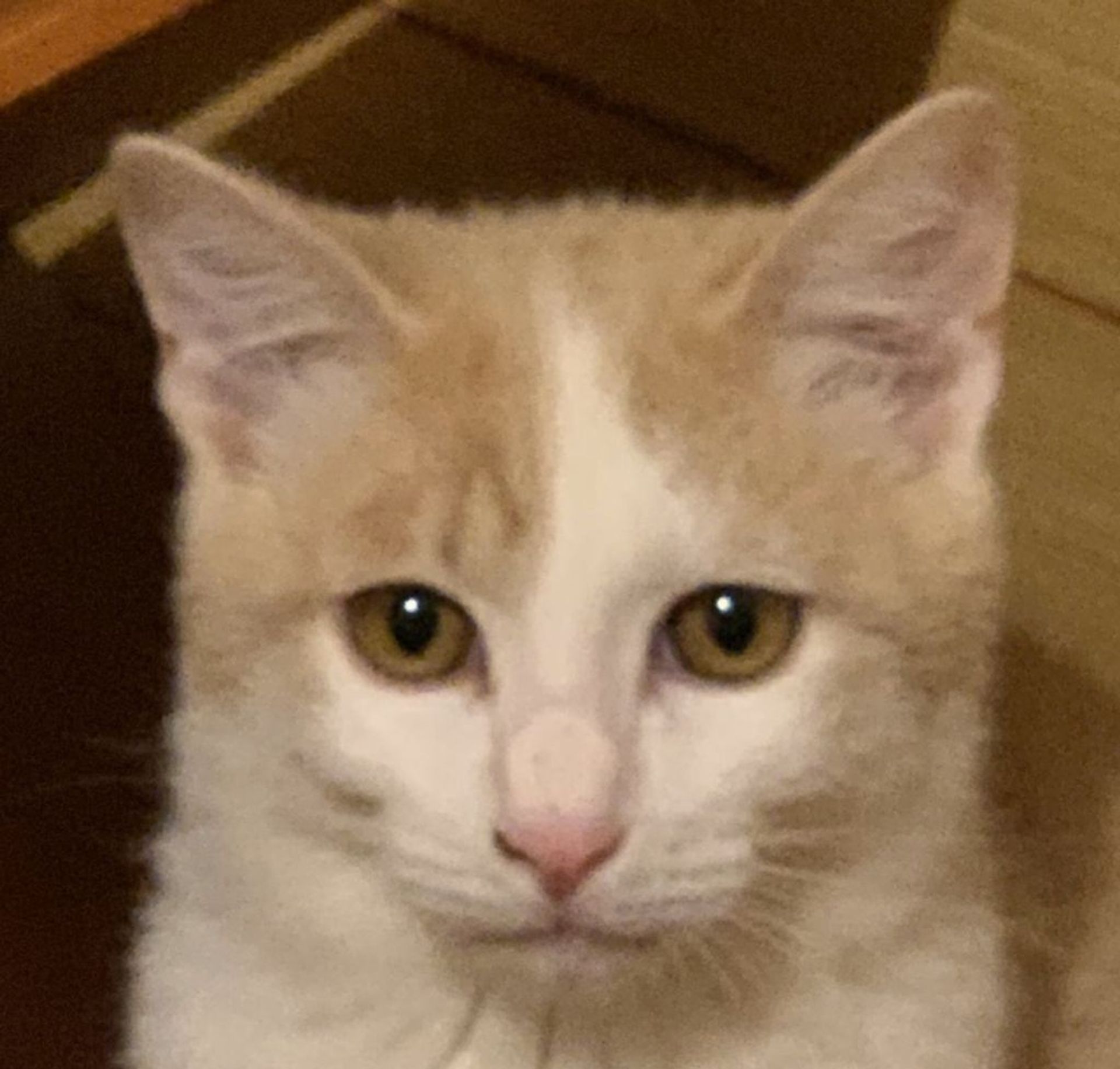 雑種（ミックス猫）・オスの里親募集の写真