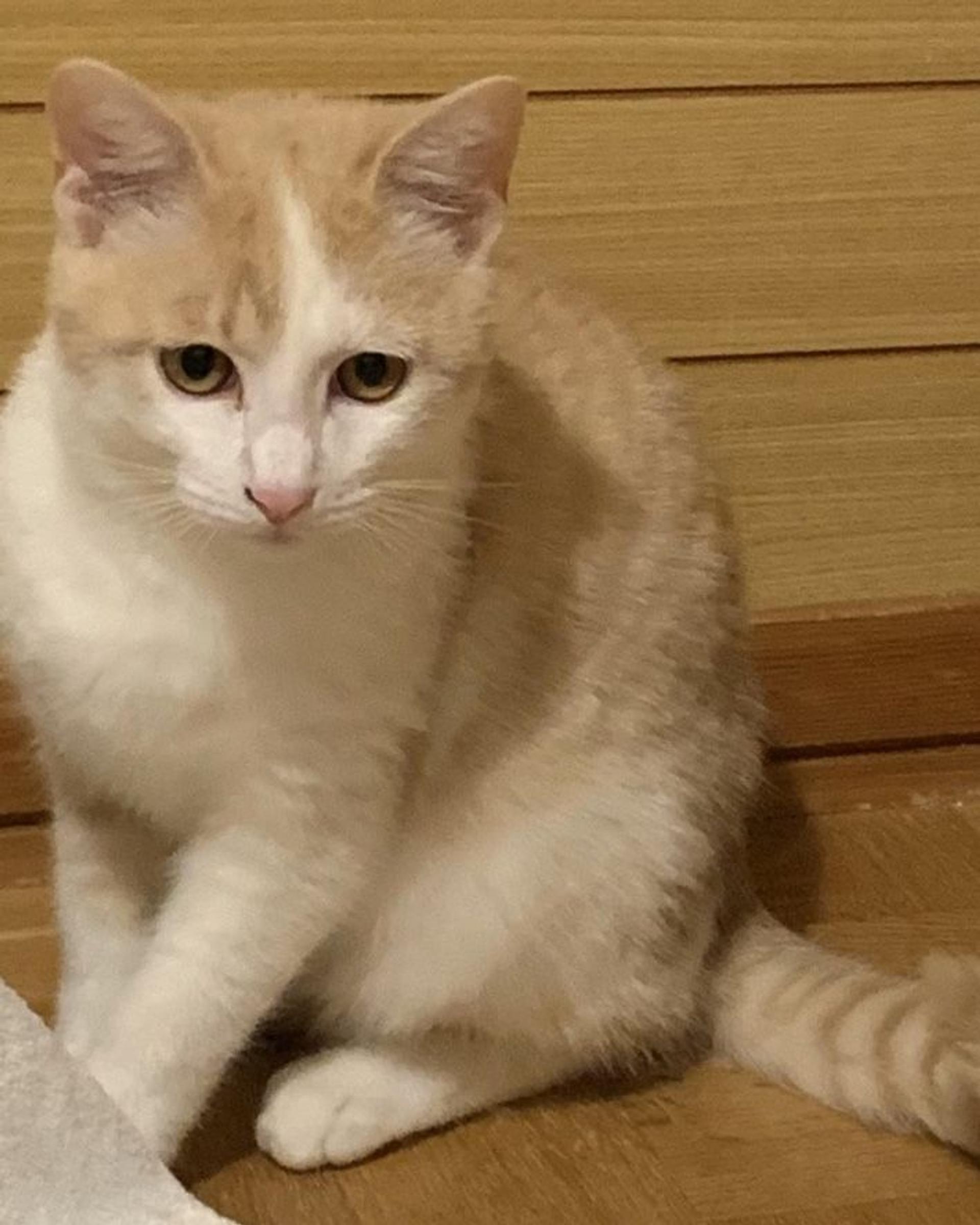 pet-image-2