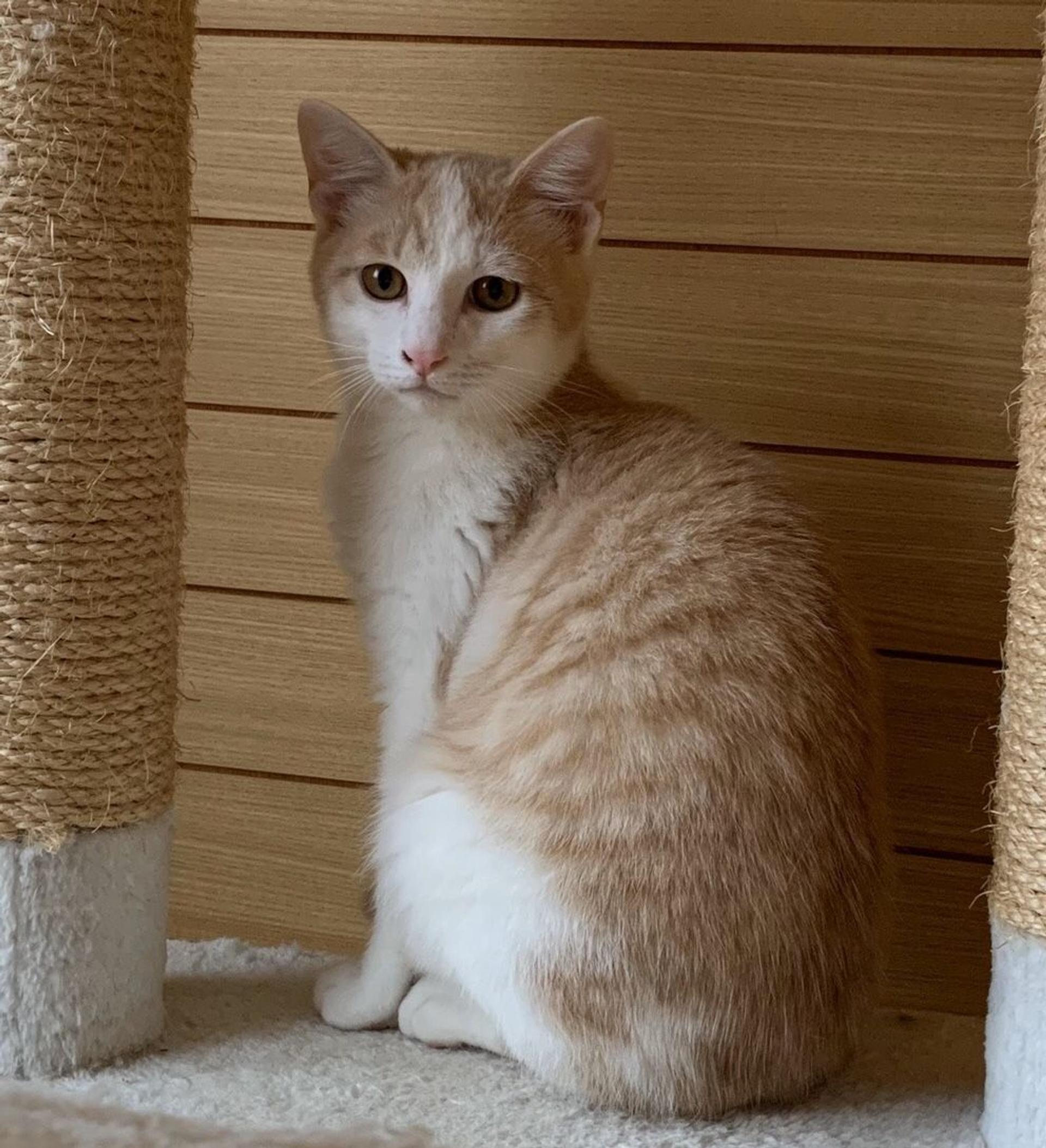 pet-image-3