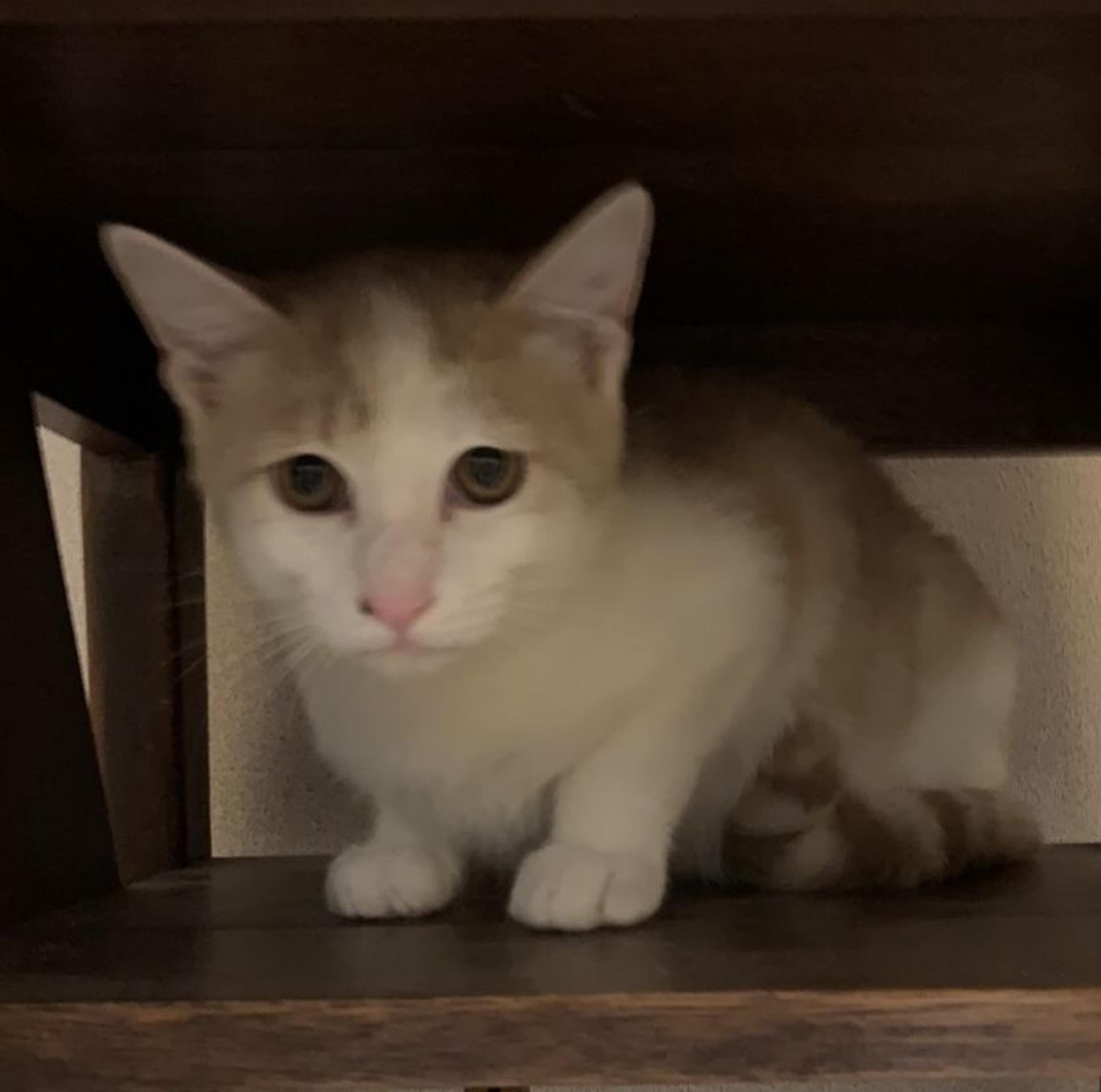 pet-image-4