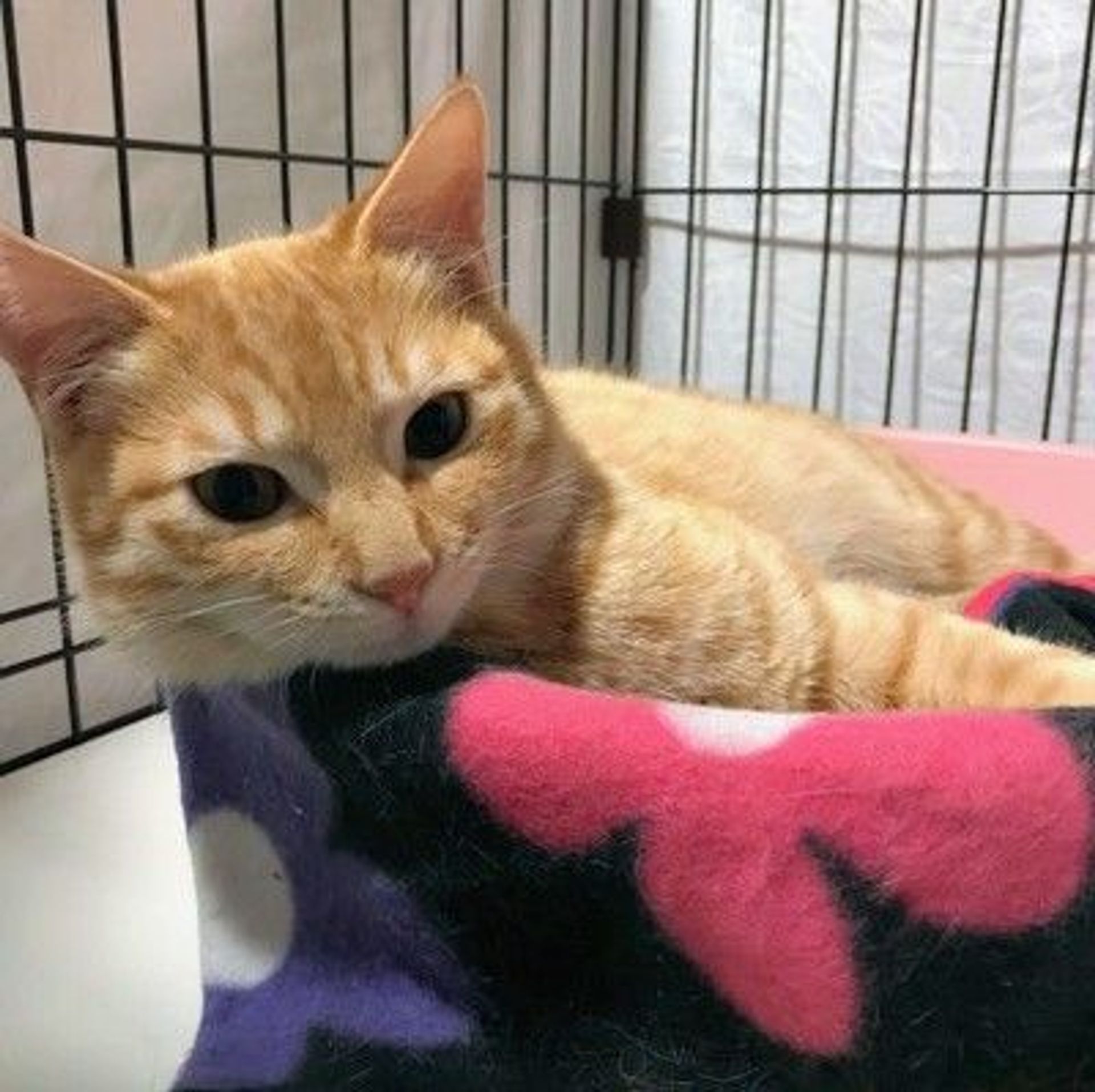 雑種（ミックス猫）・オスの里親募集の写真