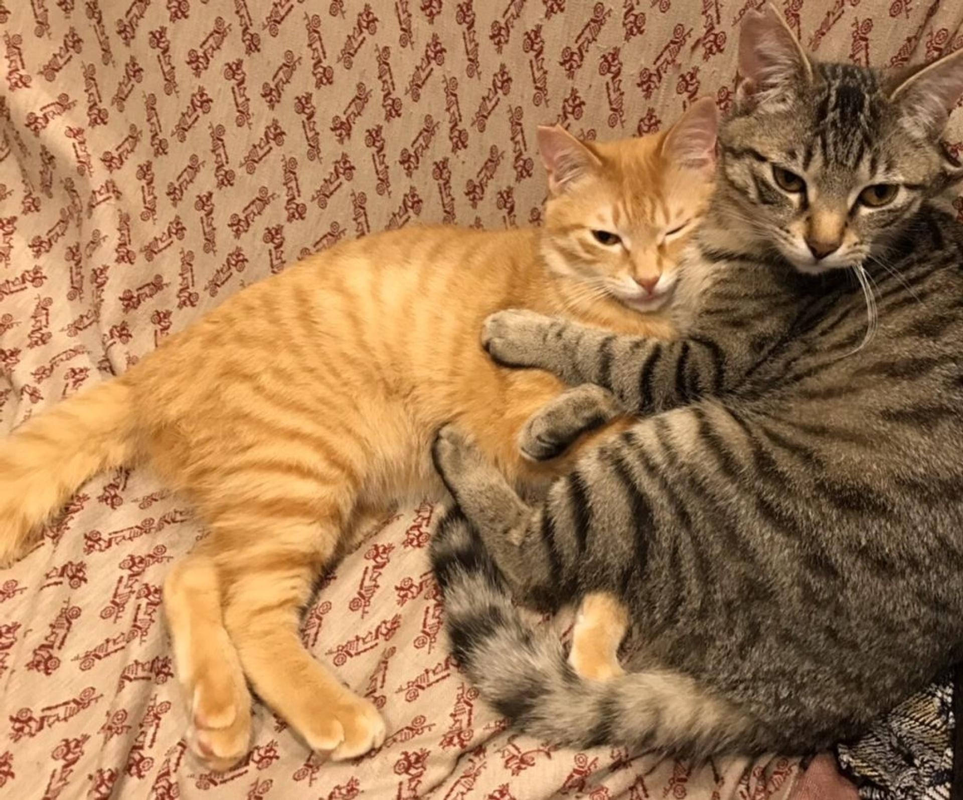 pet-image-2