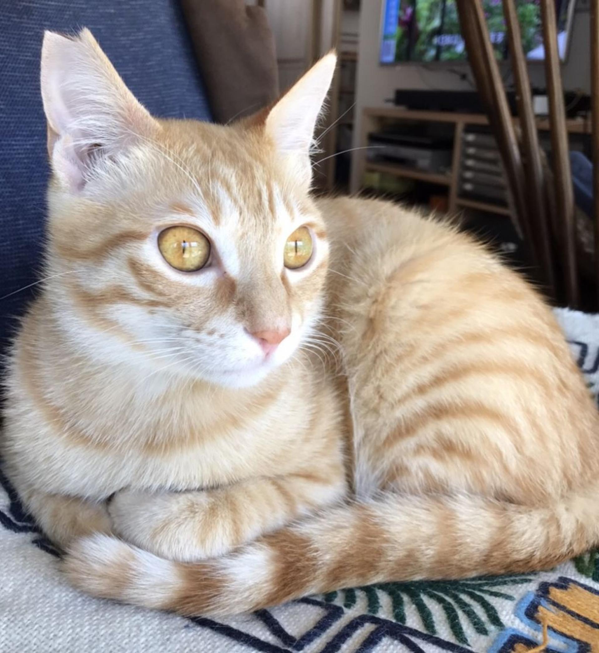 pet-image-4