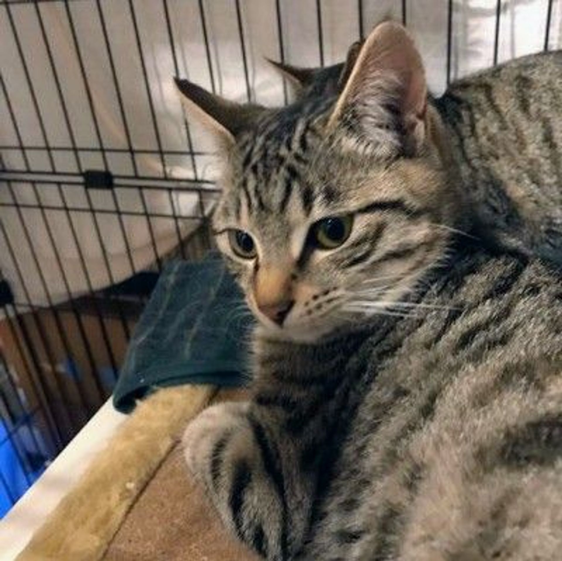 雑種（ミックス猫）・オスの里親募集の写真