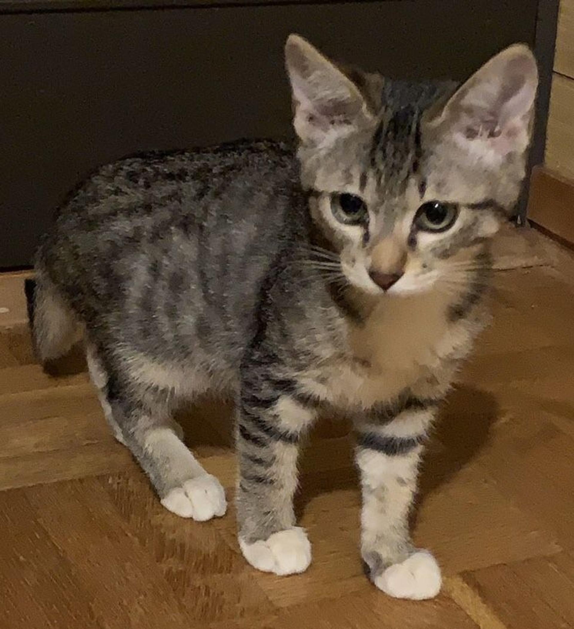 pet-image-2