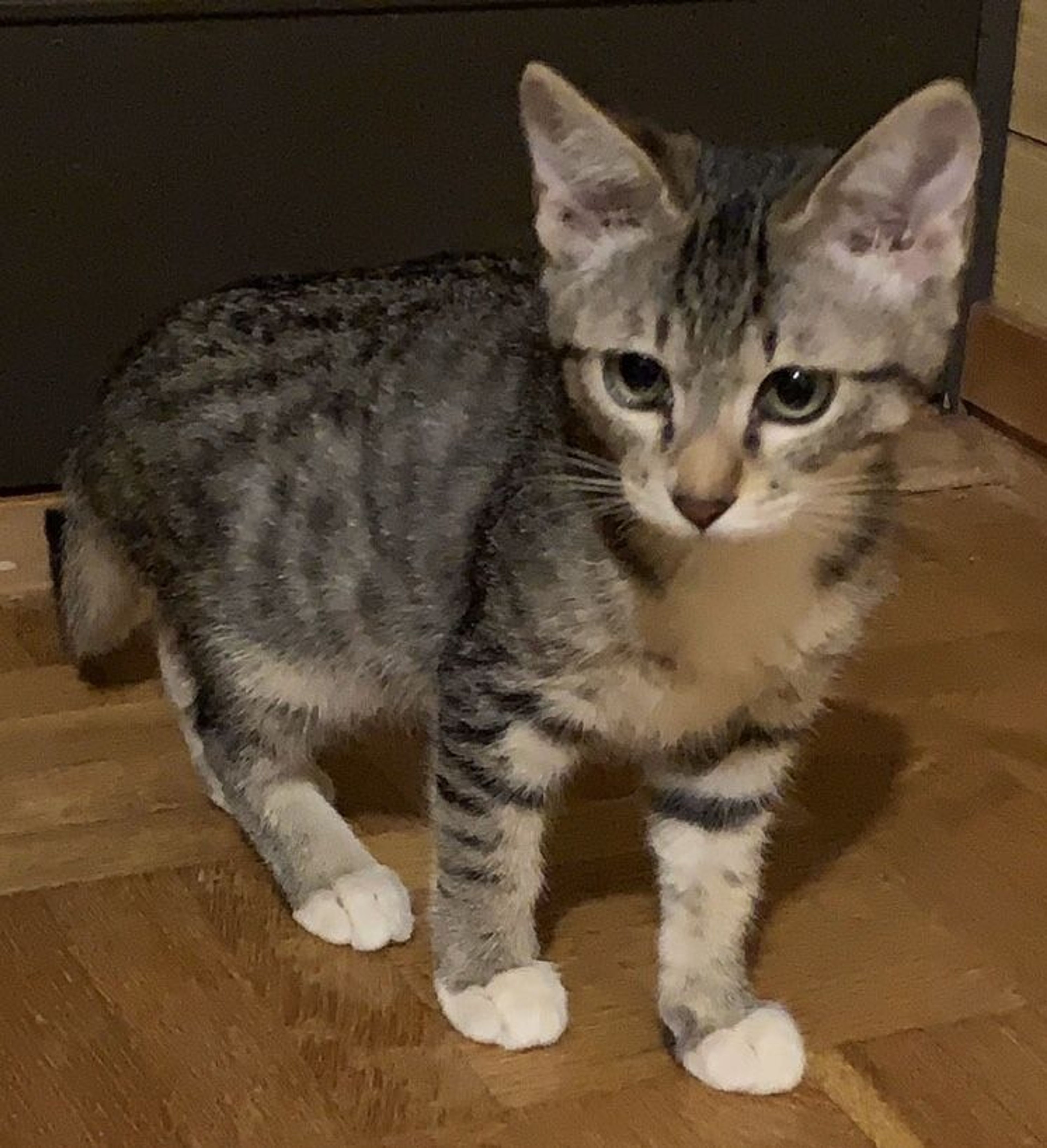 pet-image-2