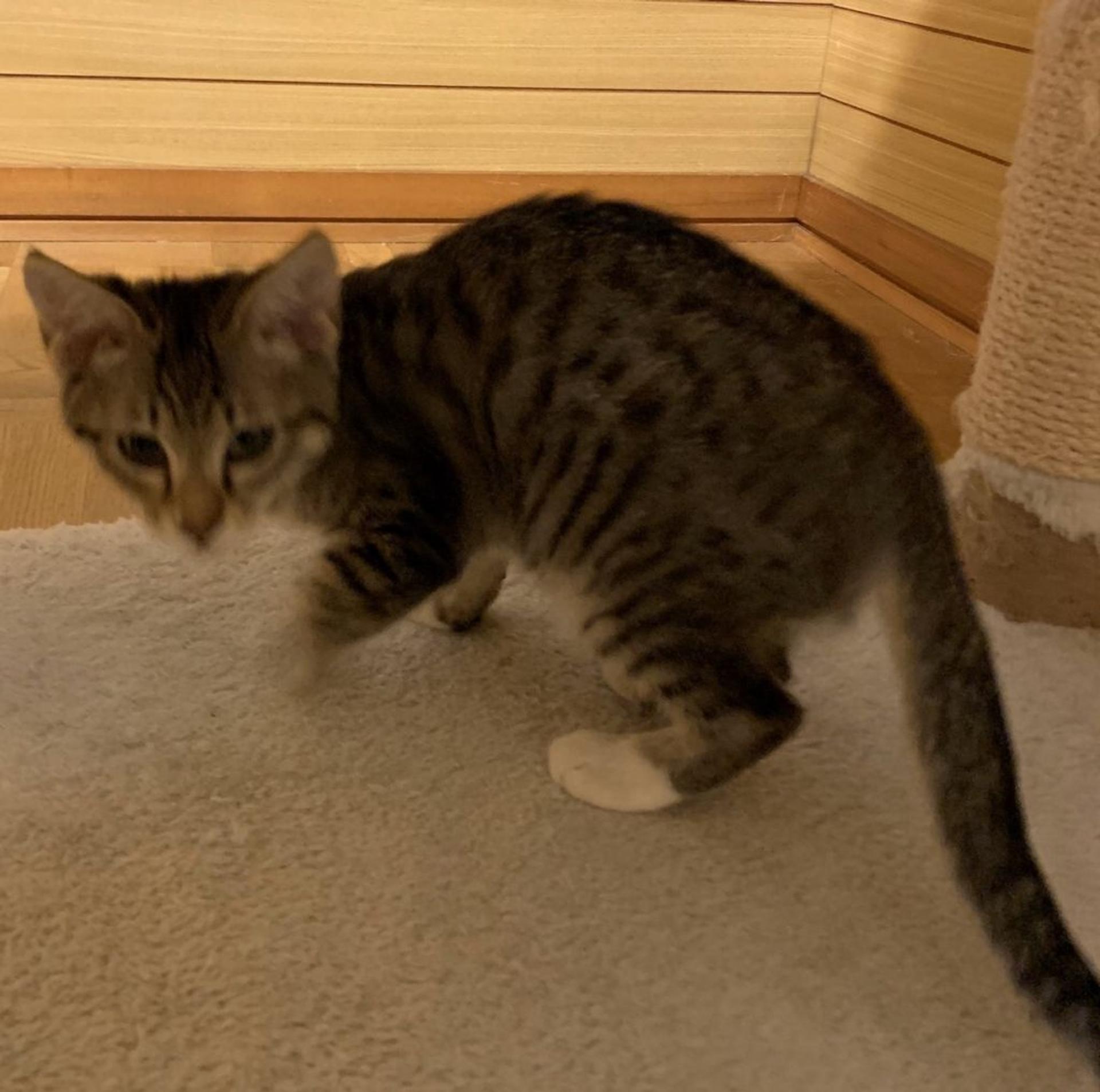 pet-image-4