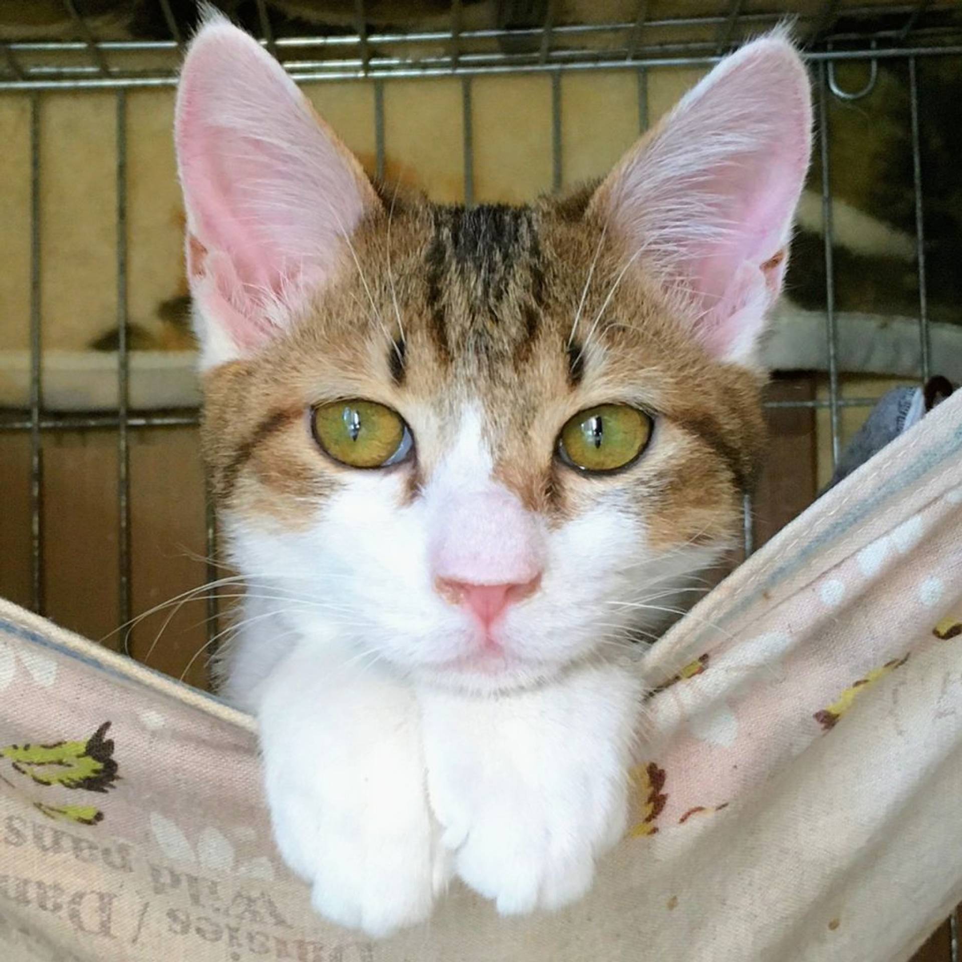 雑種（ミックス猫）・オスの里親募集の写真