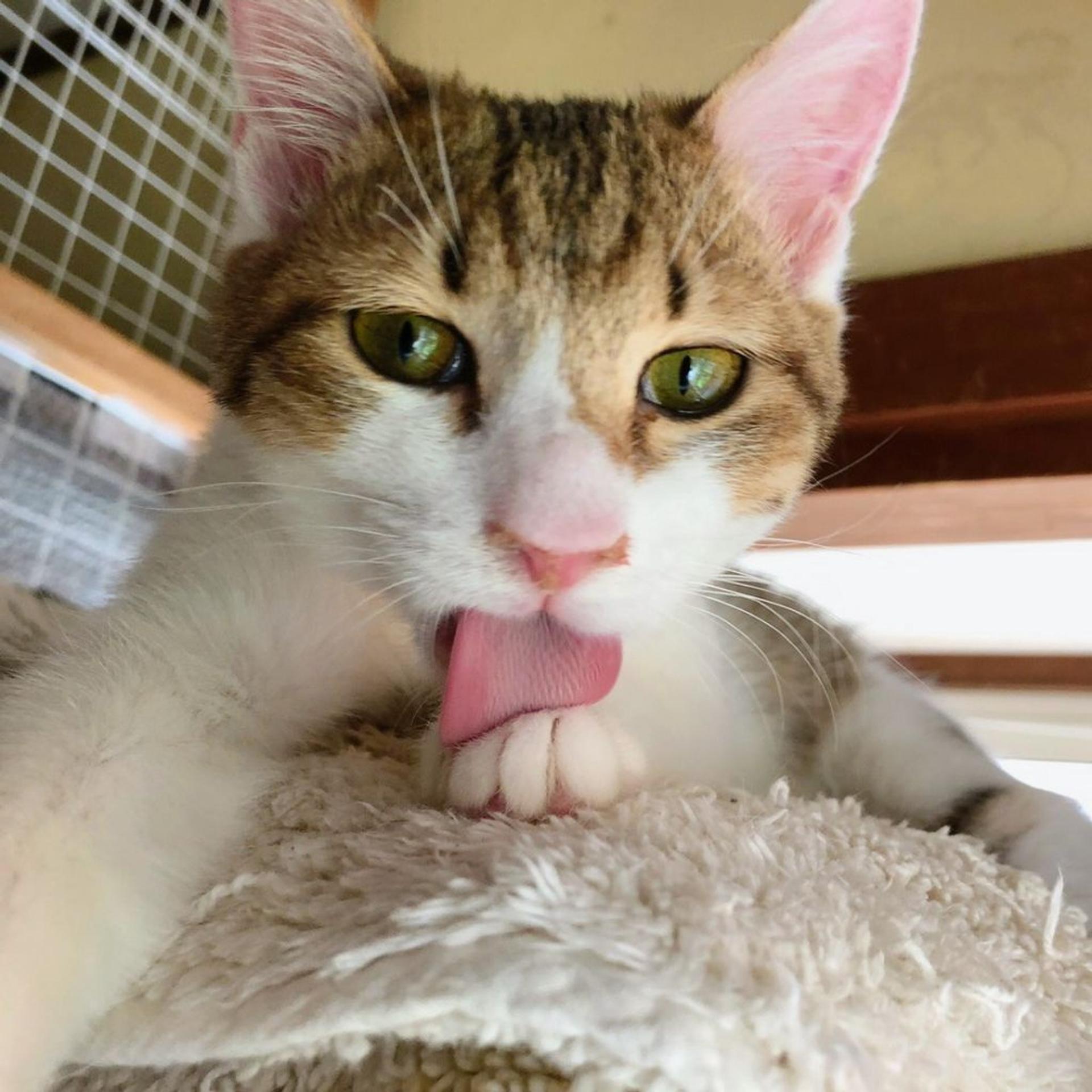 pet-image-3