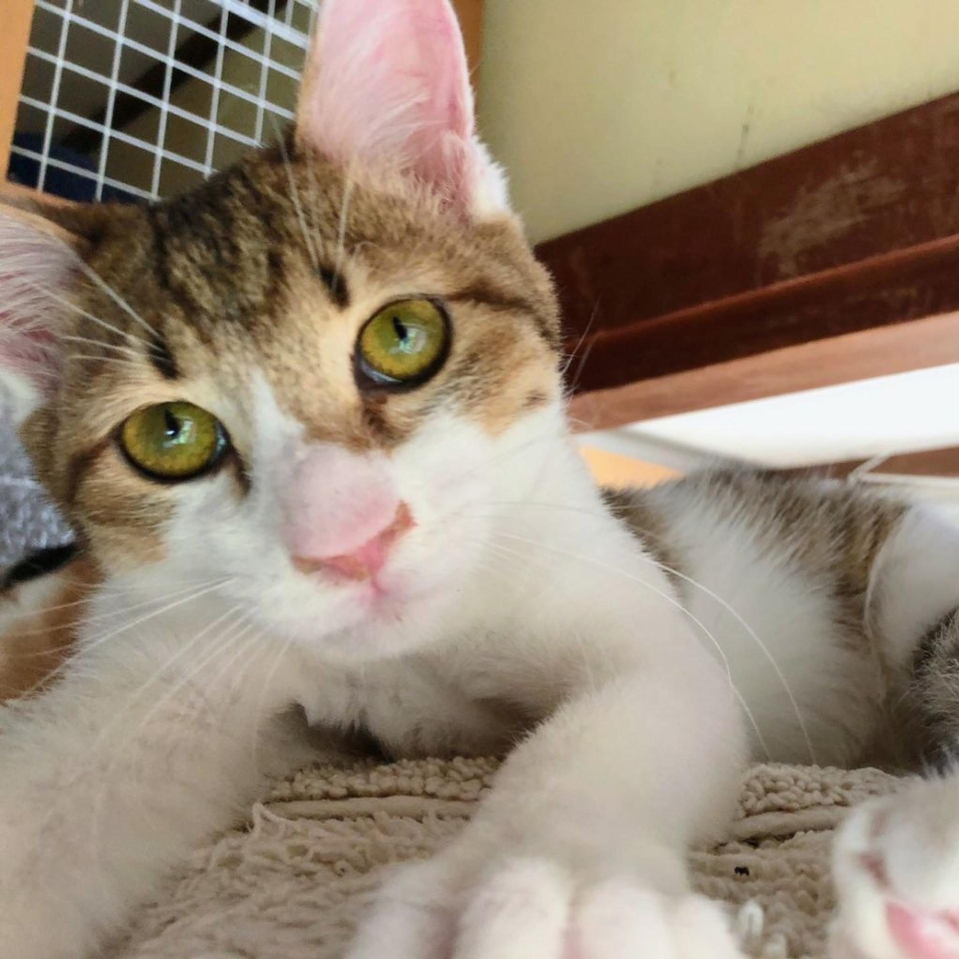 pet-image-4