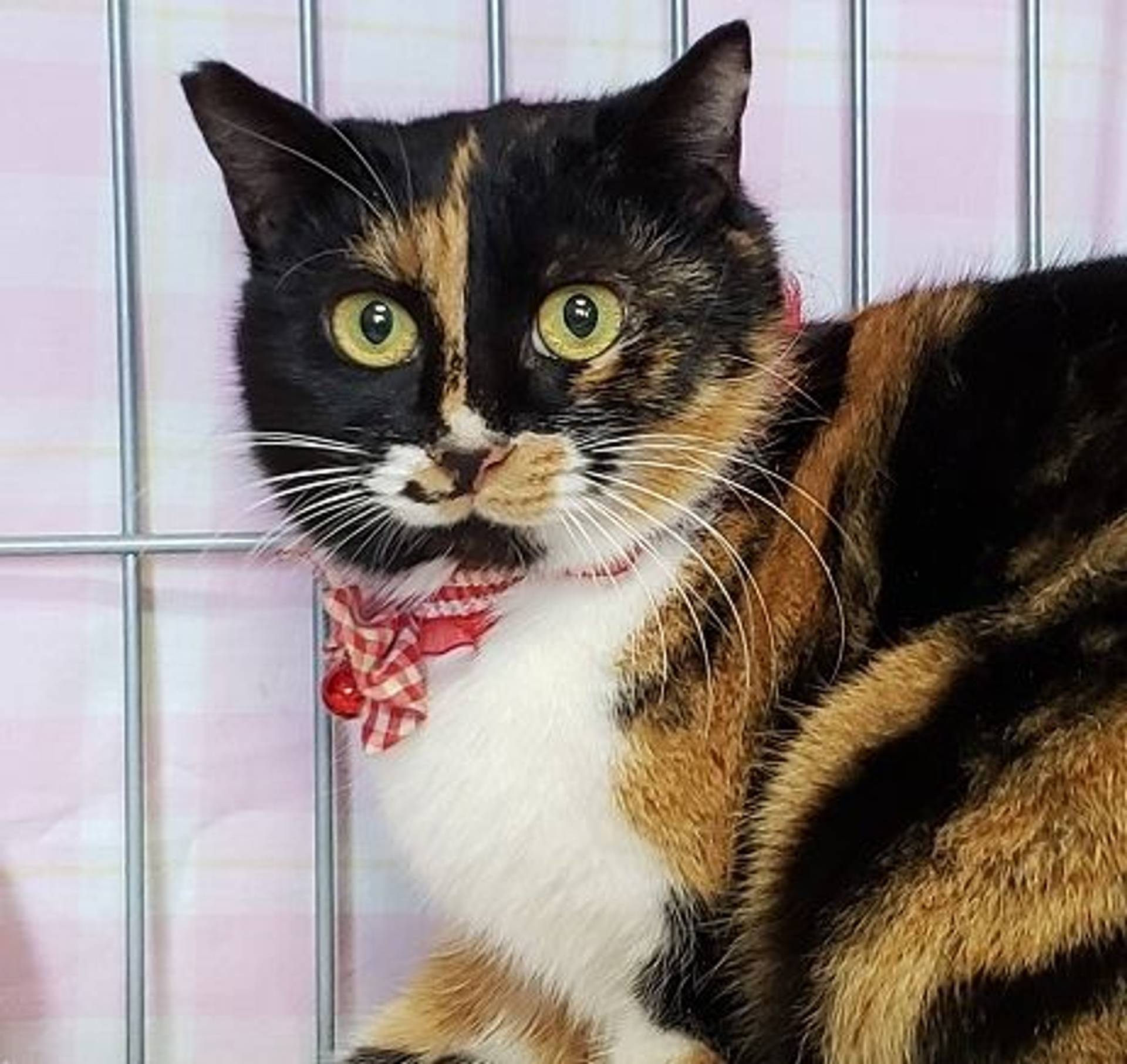 雑種（ミックス猫）・メスの里親募集の写真