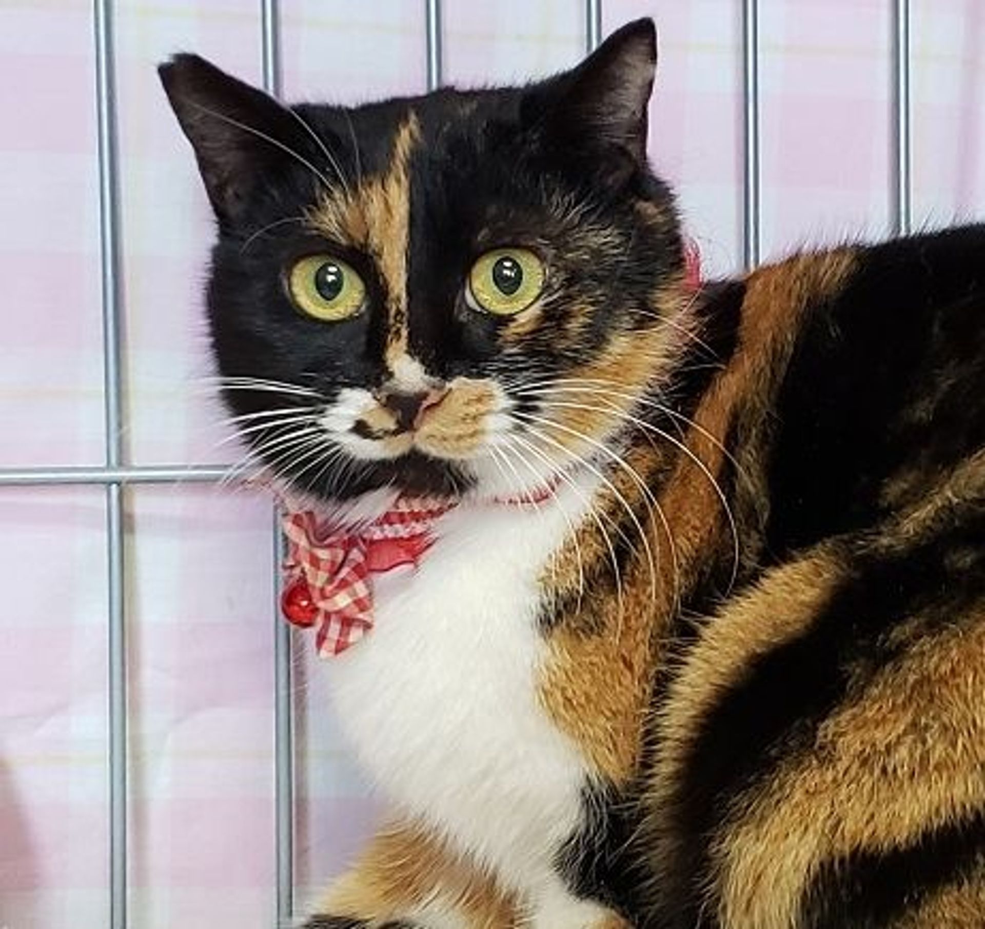 雑種（ミックス猫）・メスの里親募集の写真