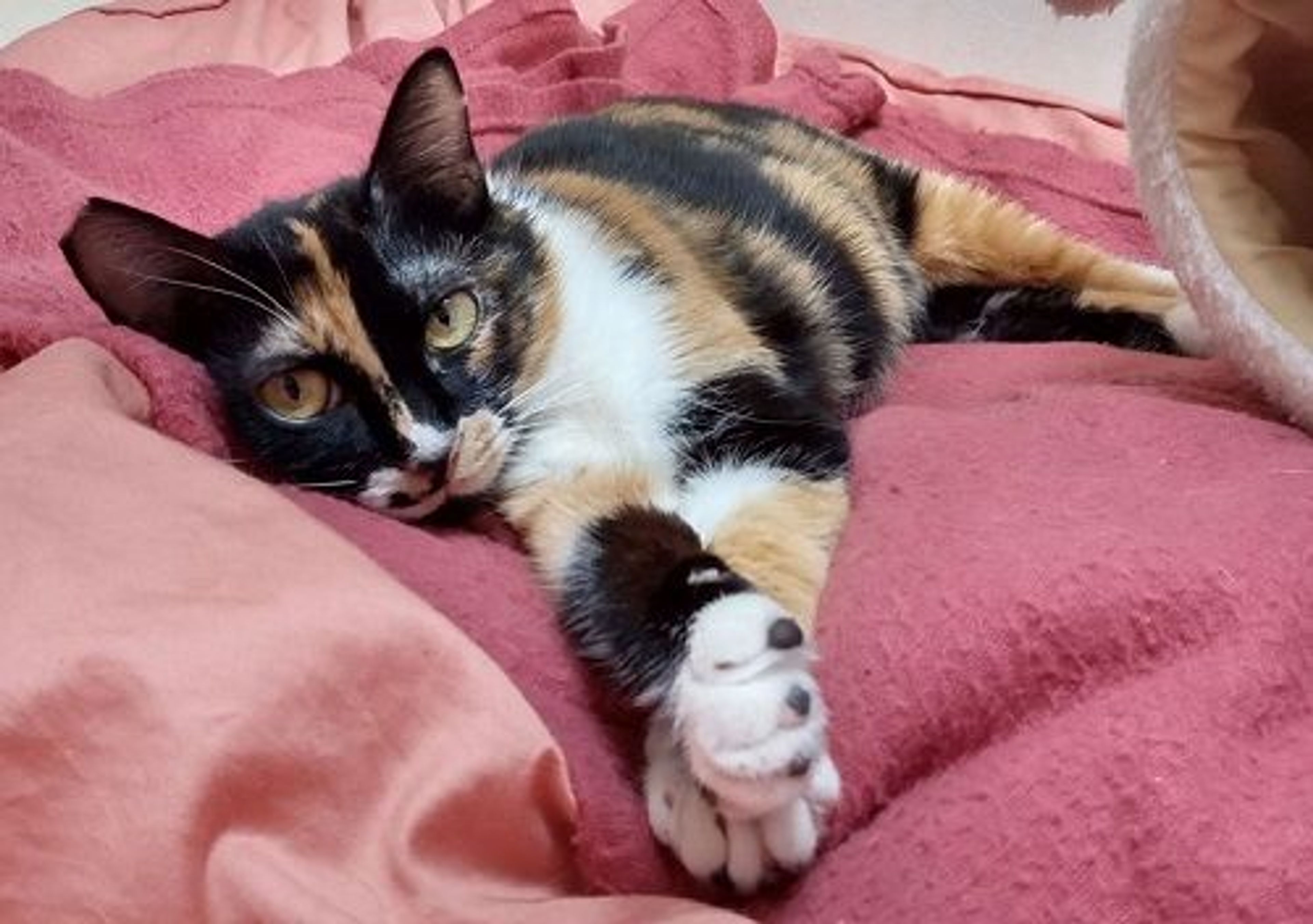 雑種（ミックス猫）・メスの里親募集の写真