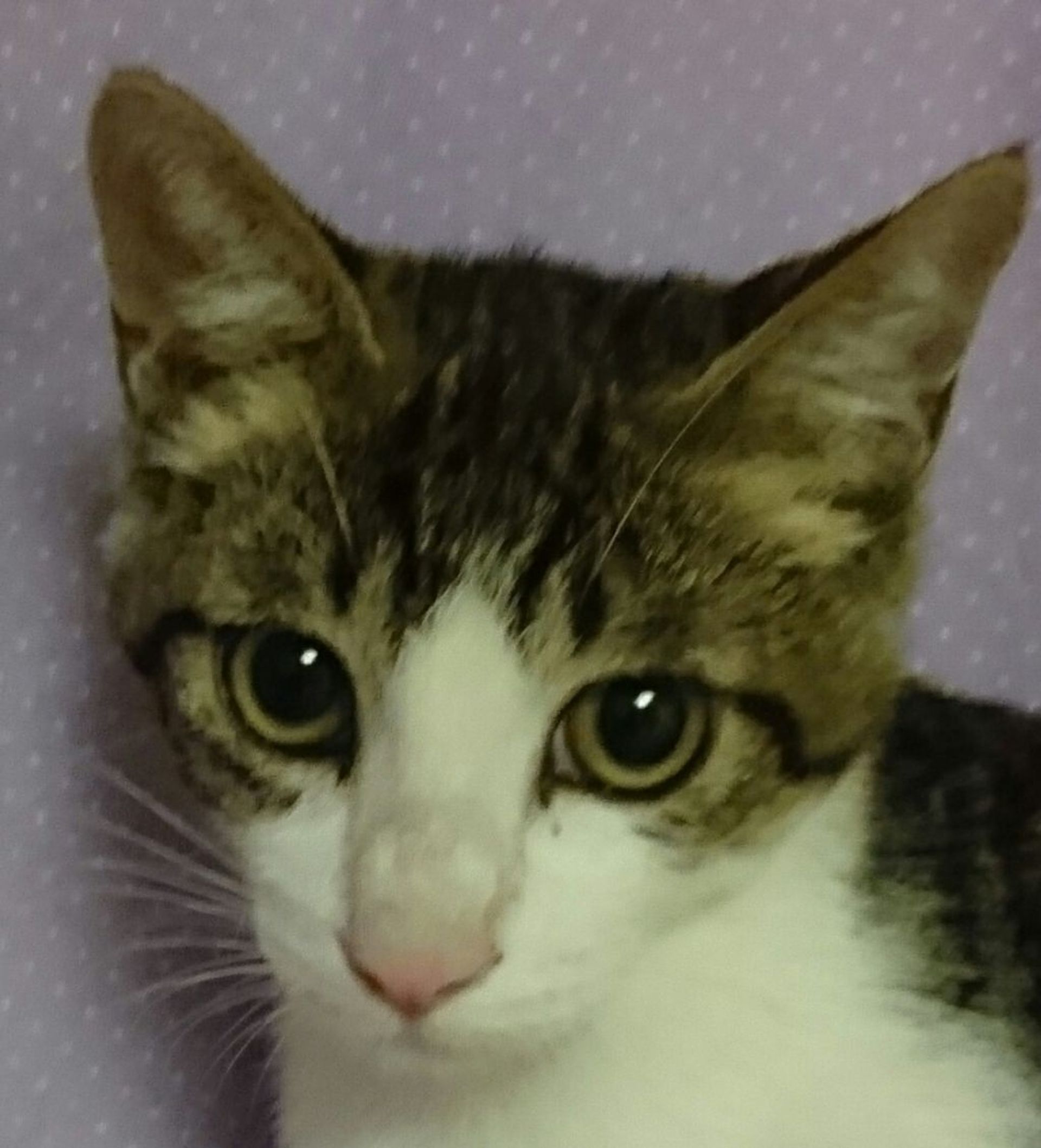 雑種（ミックス猫）・オスの里親募集の写真