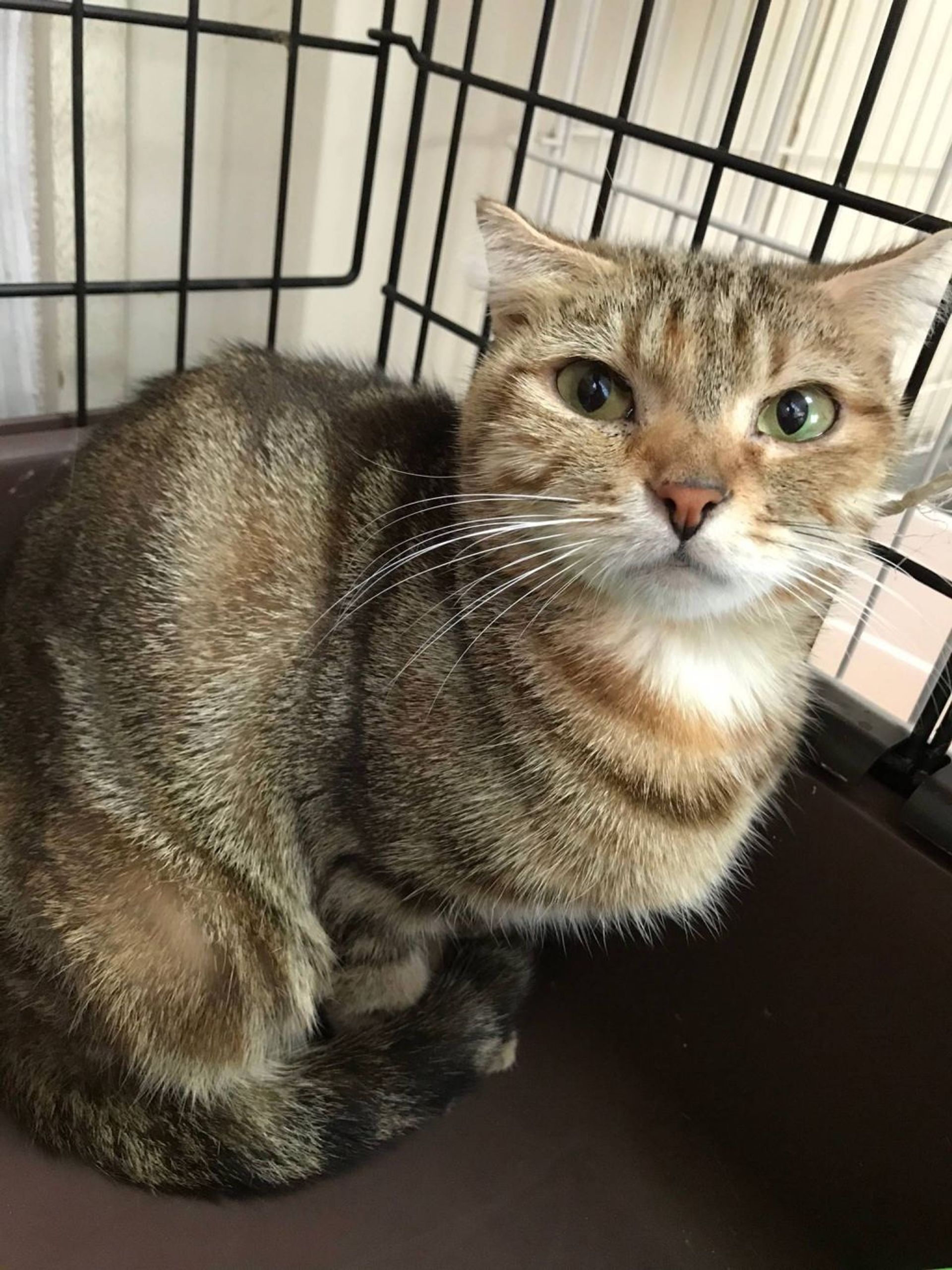 雑種（ミックス猫）・メスの里親募集の写真