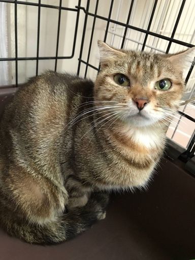 みかんの写真