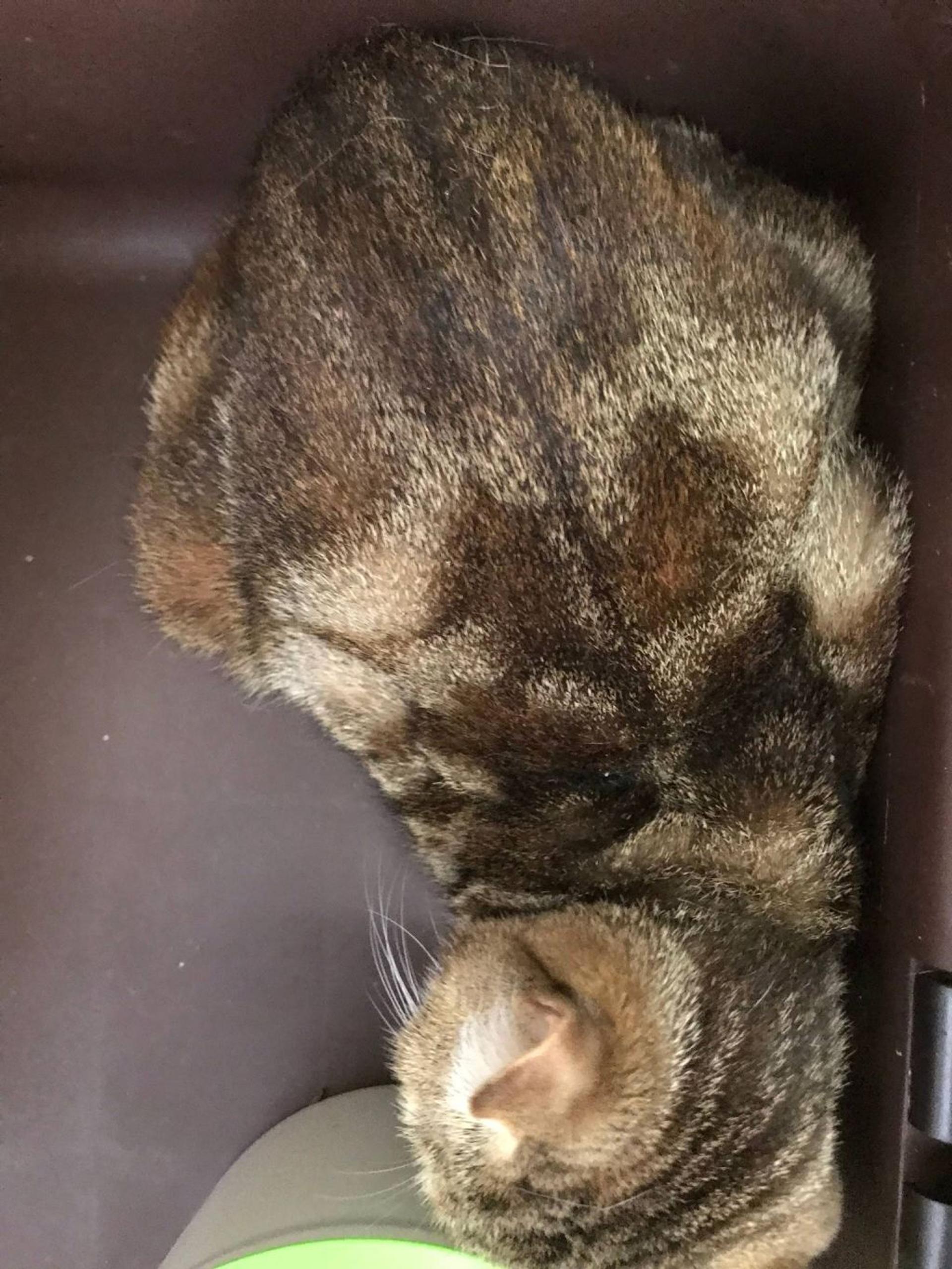 pet-image-3