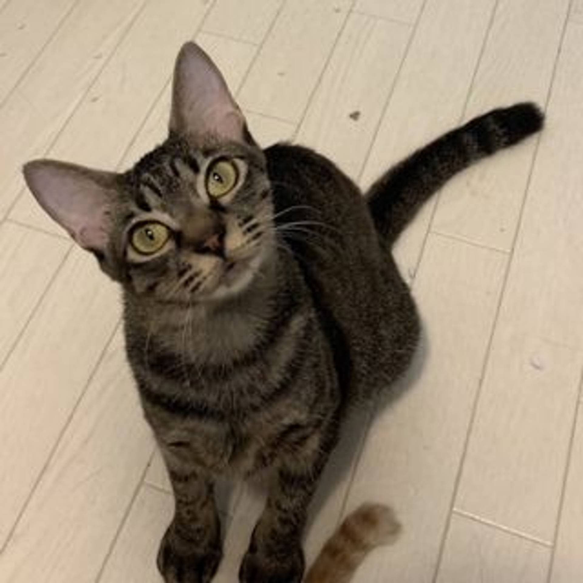雑種（ミックス猫）・メスの里親募集の写真