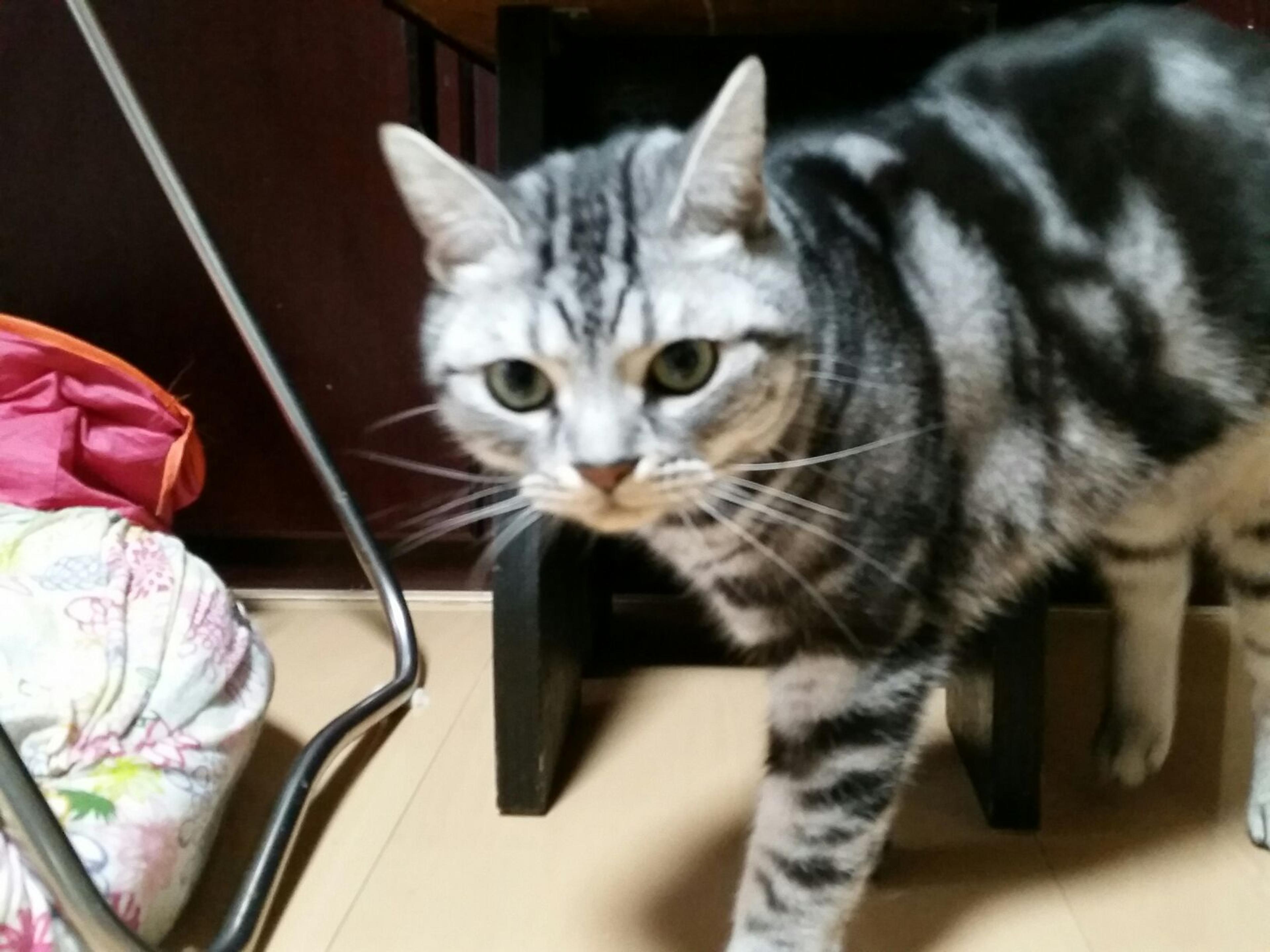 pet-image-2