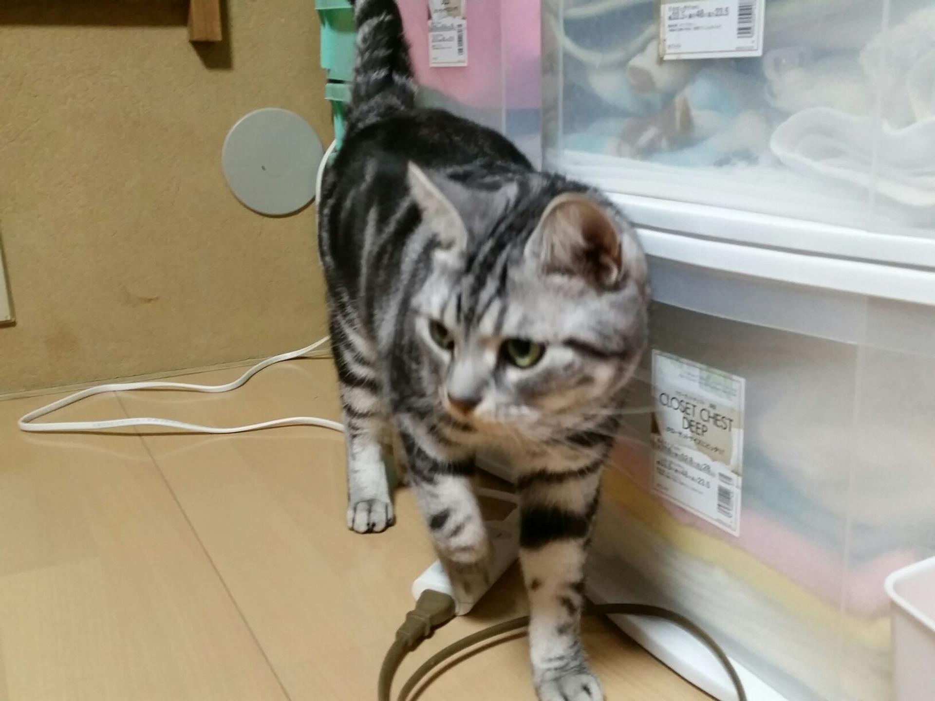 pet-image-3