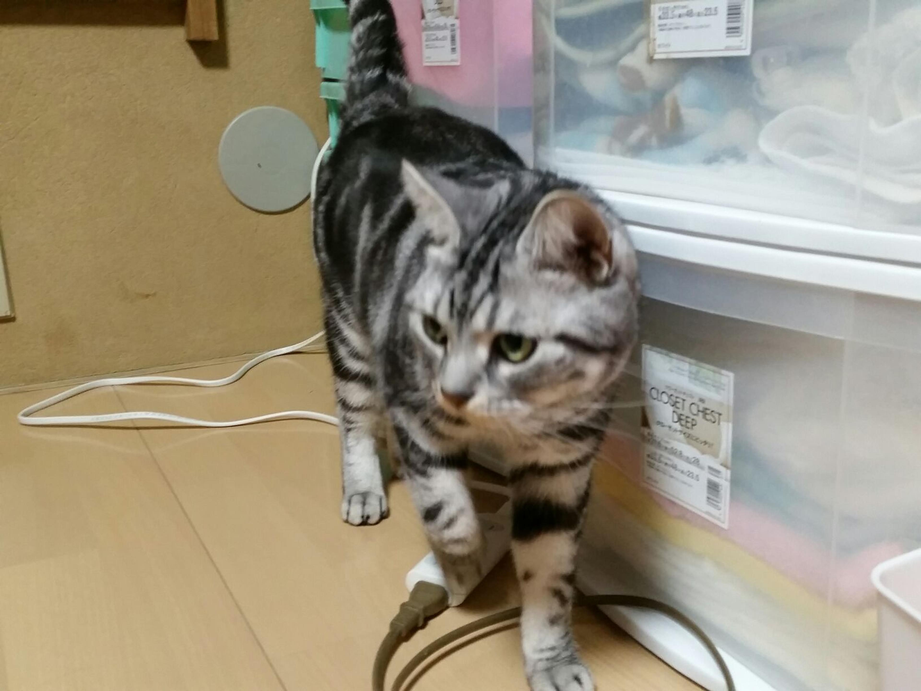 pet-image-3