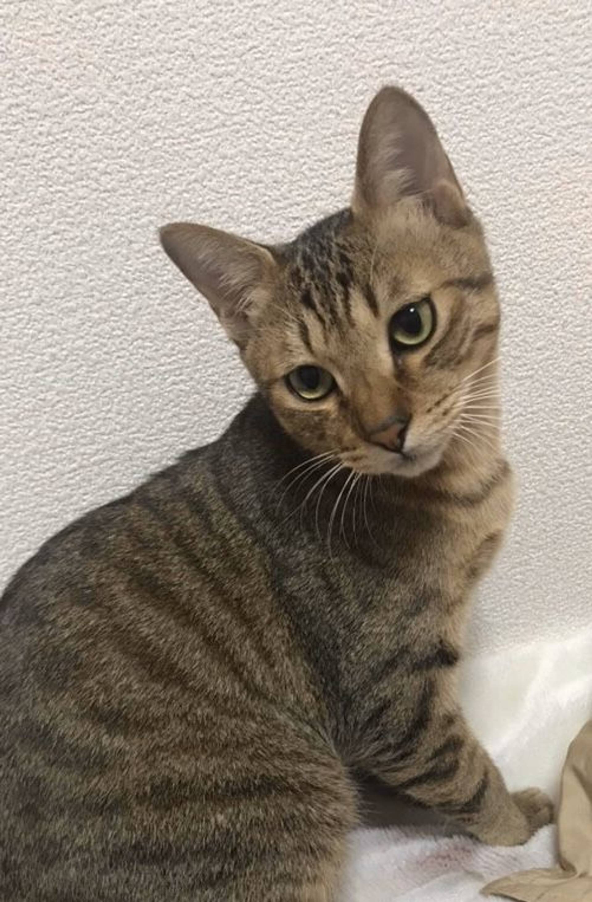 雑種（ミックス猫）・オスの里親募集の写真