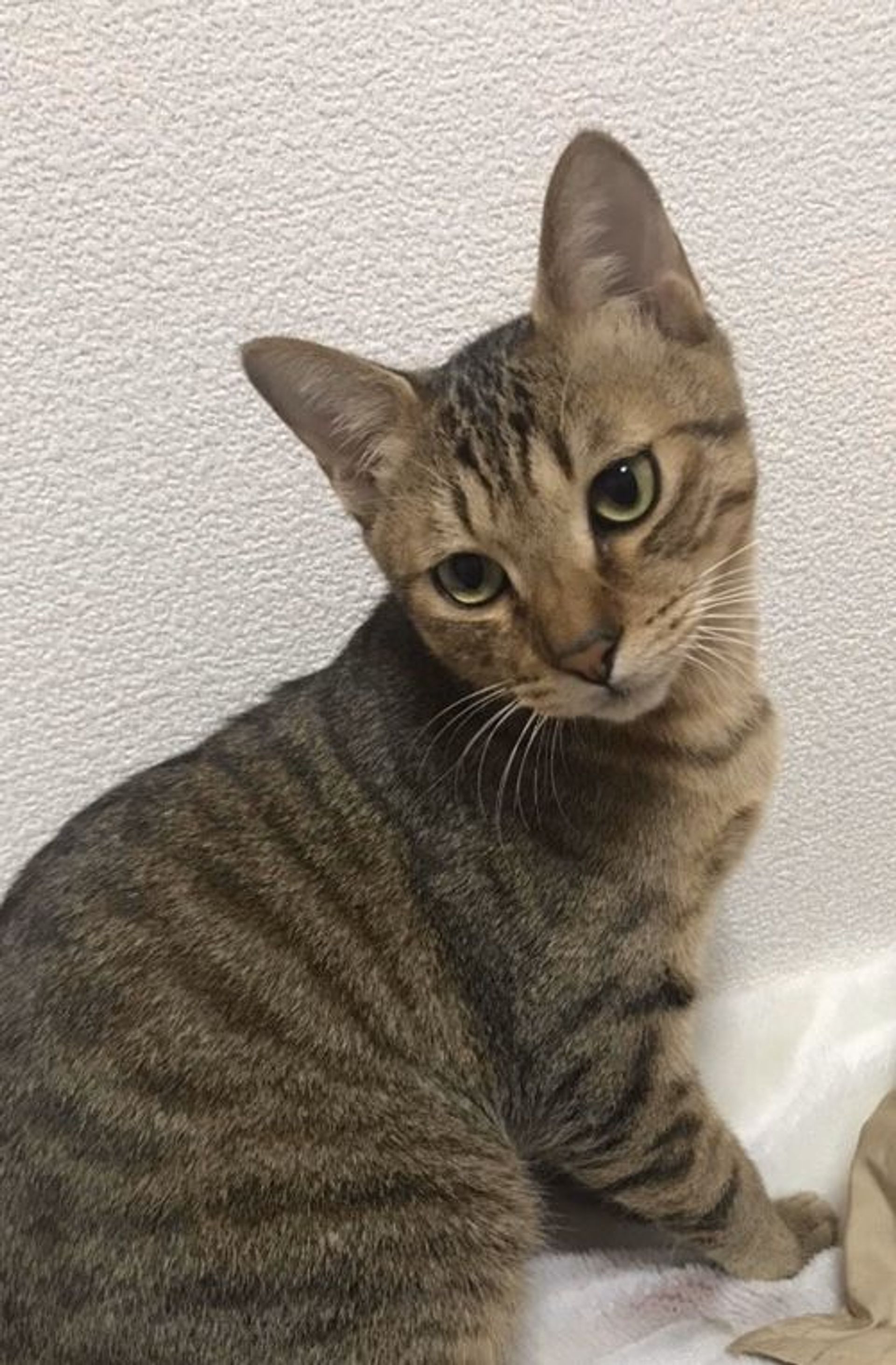 雑種（ミックス猫）・オスの里親募集の写真