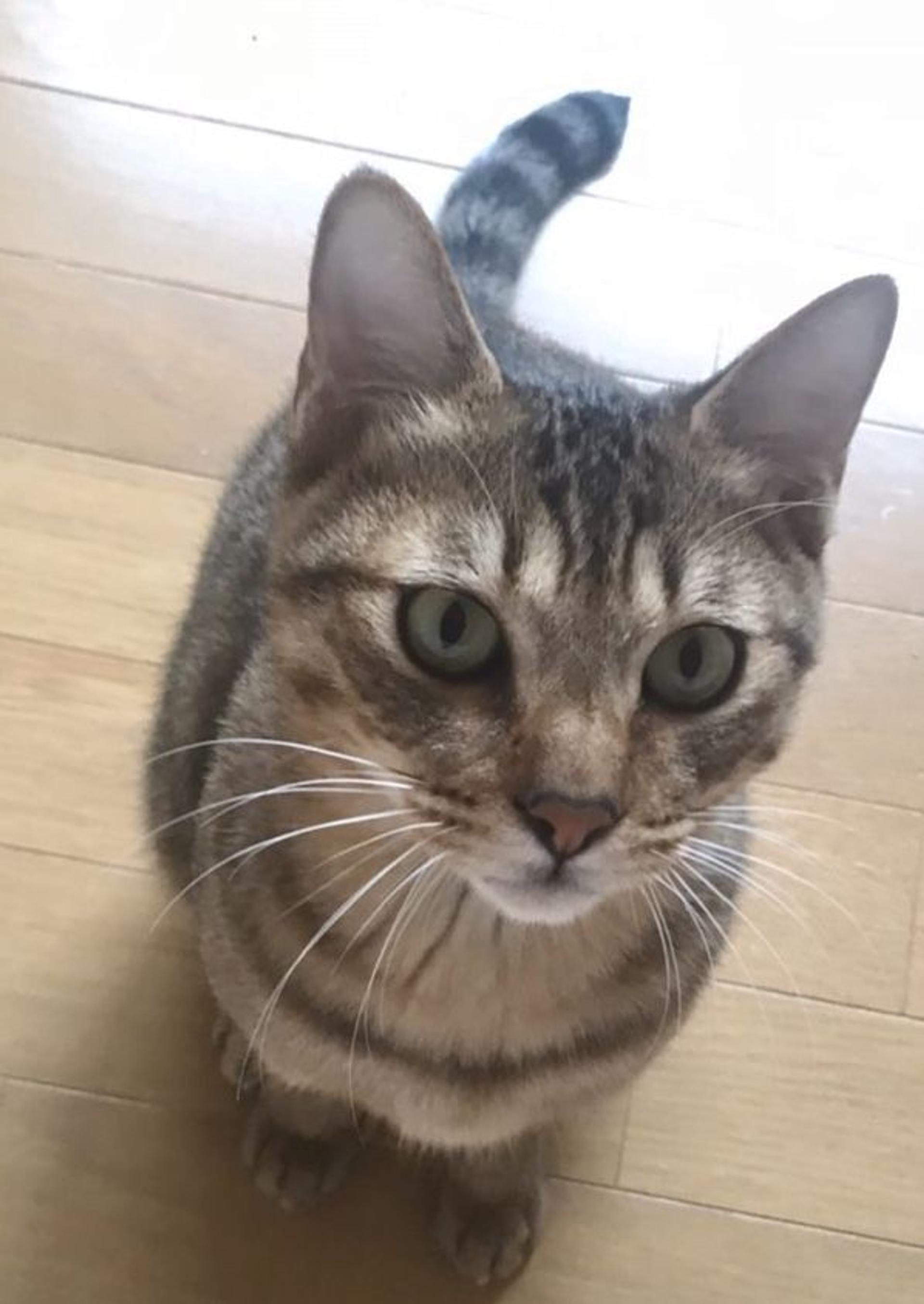 pet-image-2