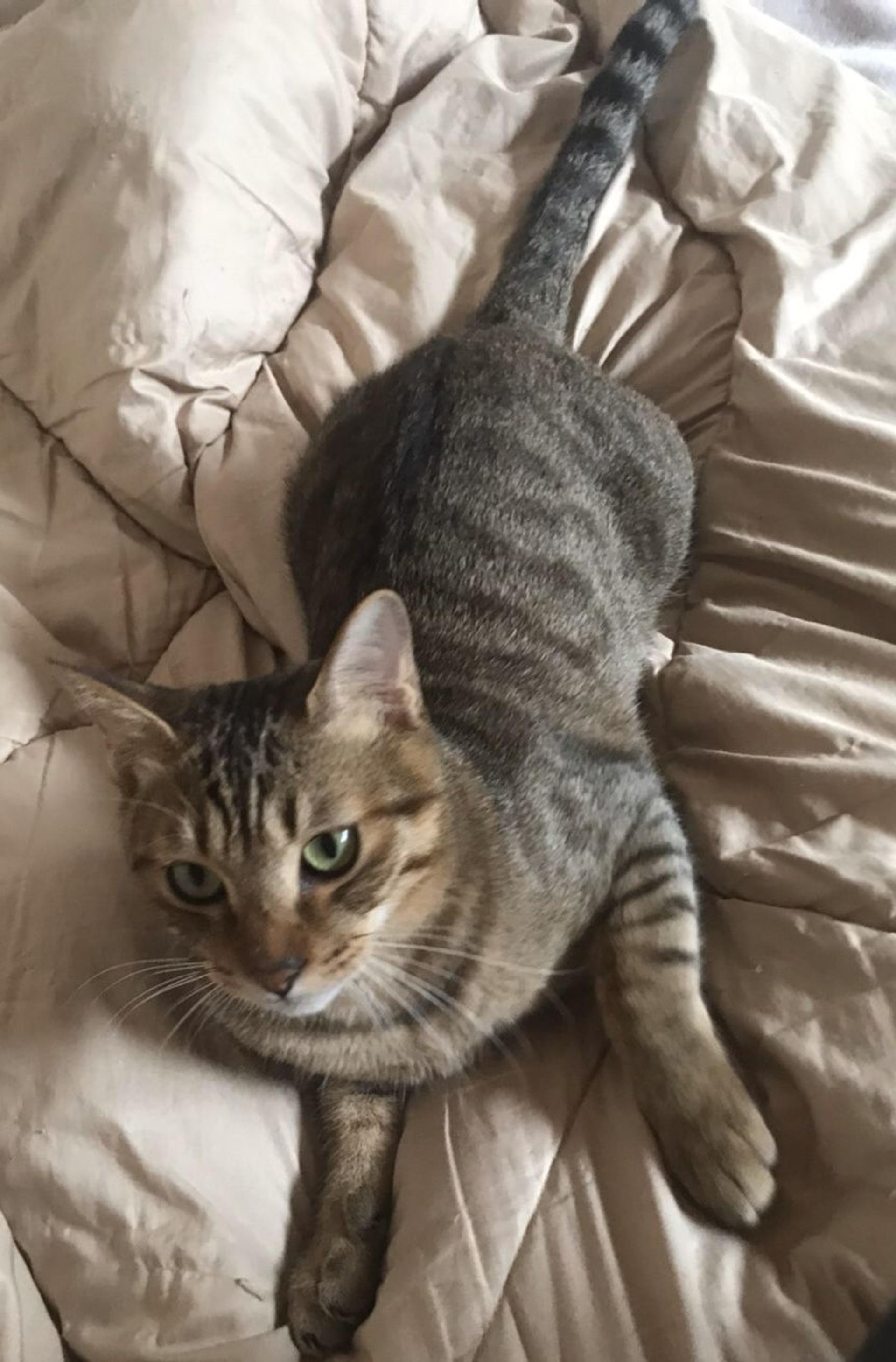 pet-image-3