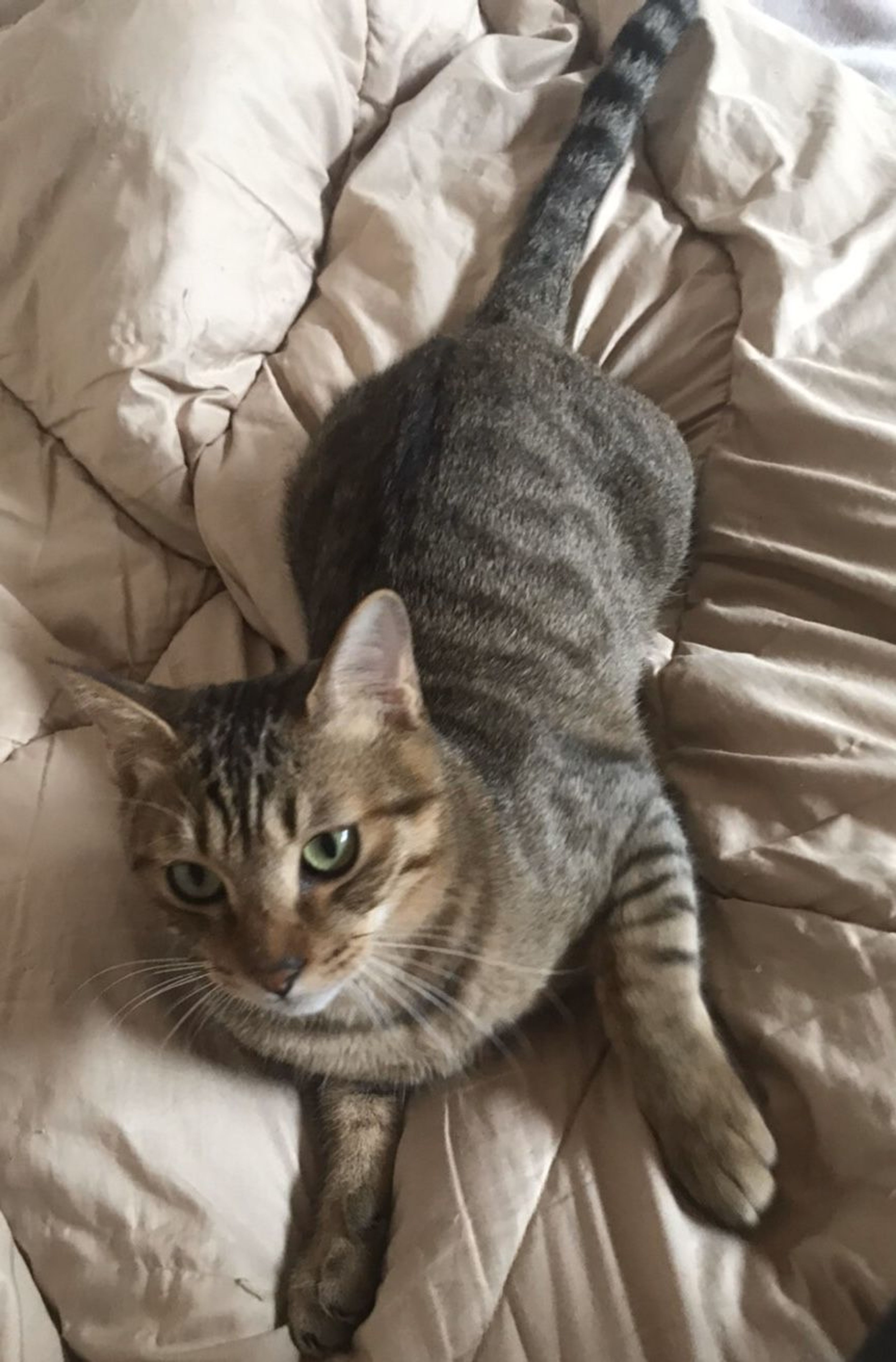 pet-image-3