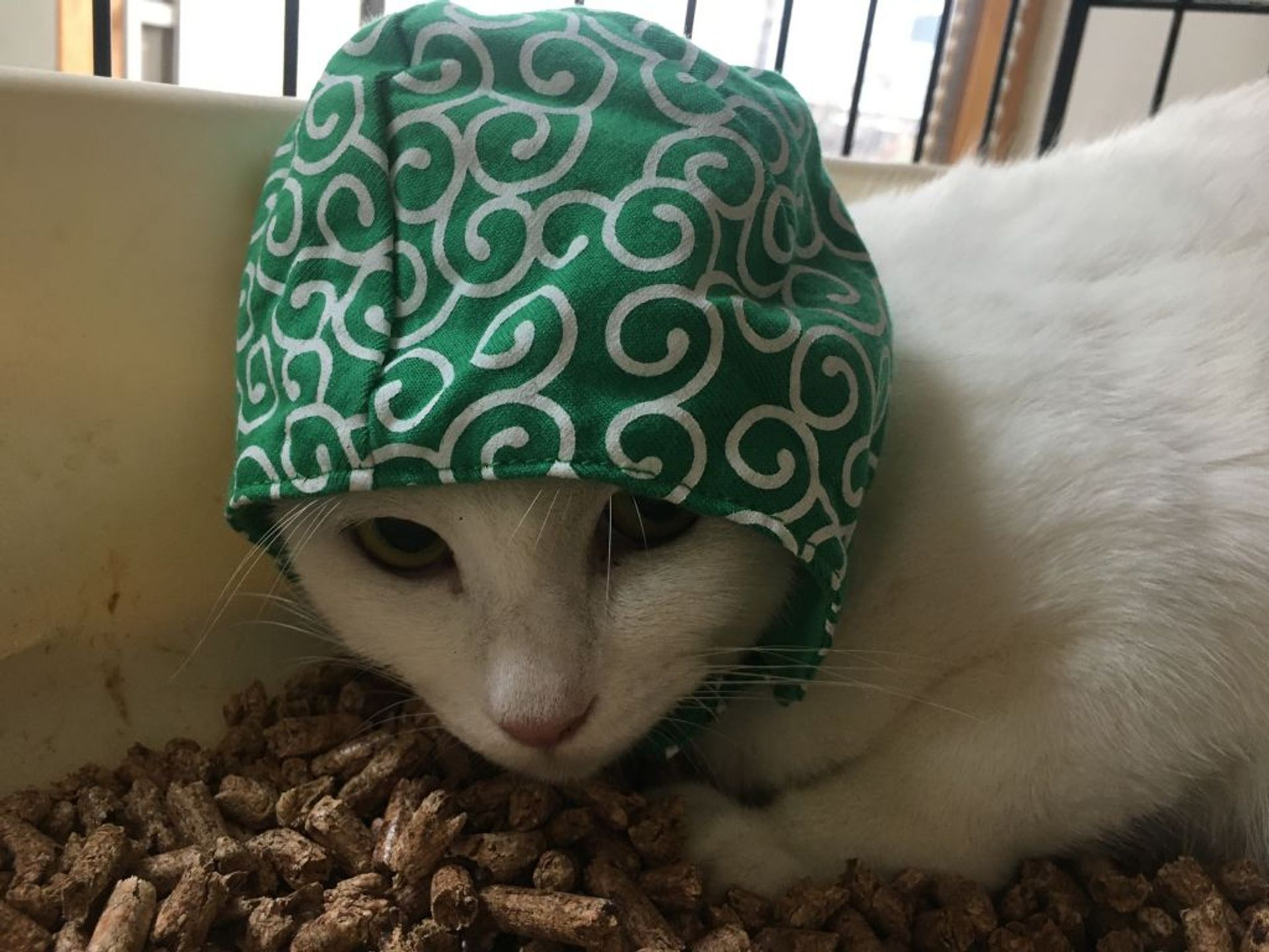 雑種（ミックス猫）・メスの里親募集の写真