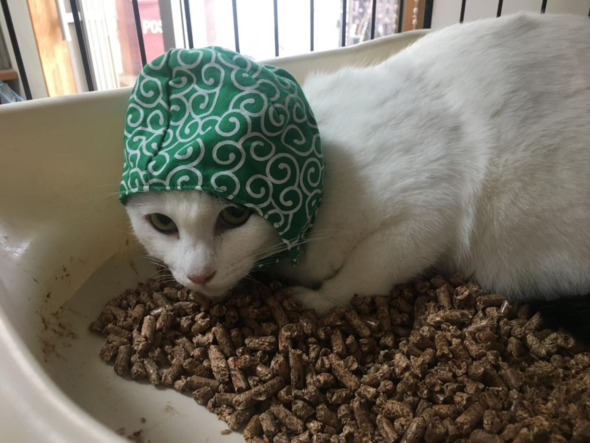 pet-image-2