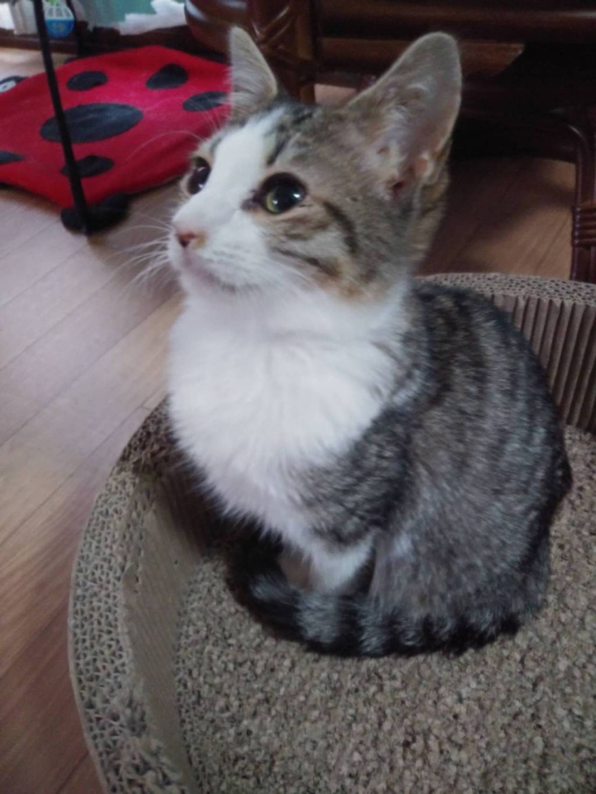 雑種（ミックス猫）・オスの里親募集の写真