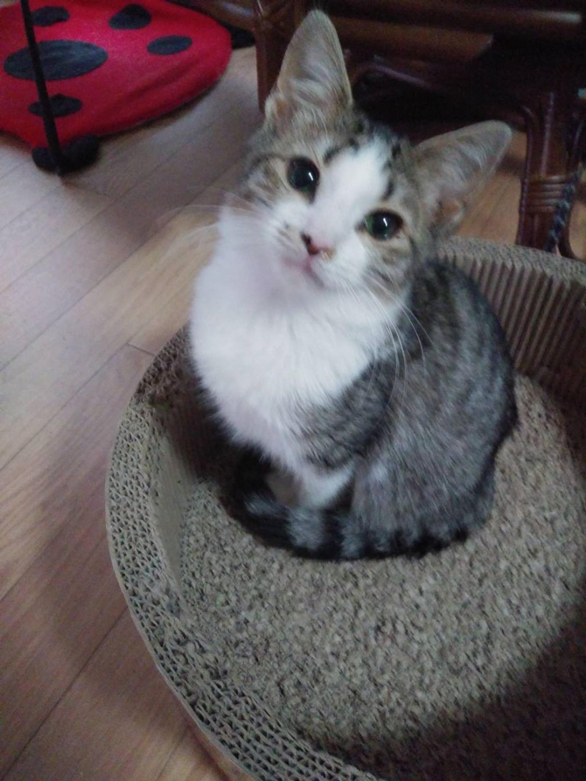 pet-image-2