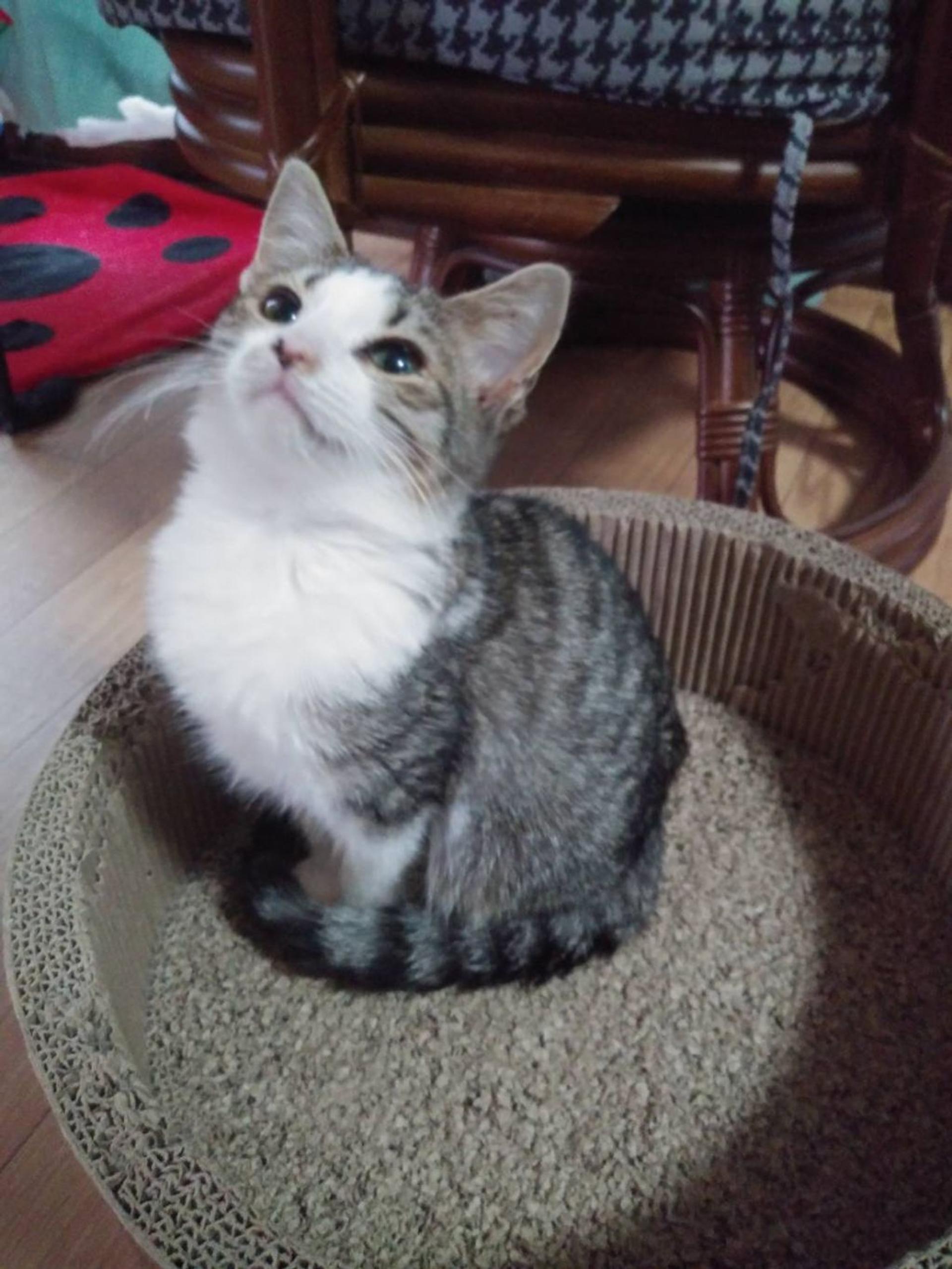 pet-image-3