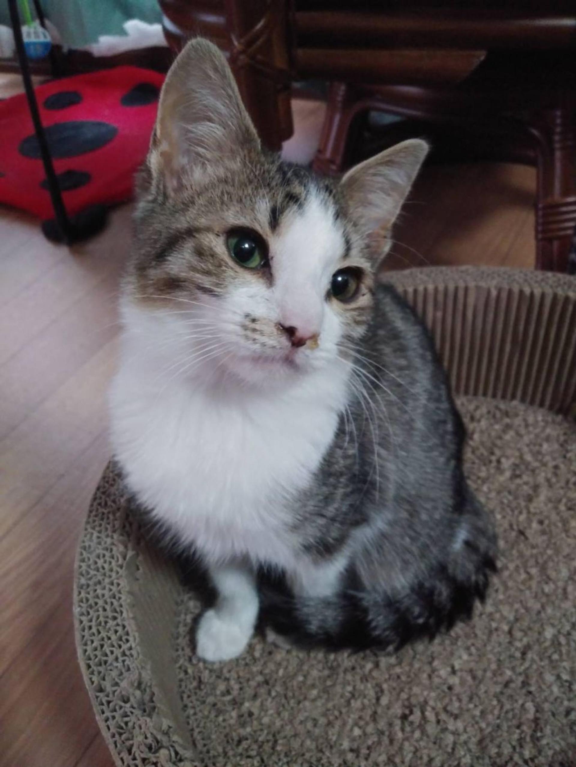 pet-image-4