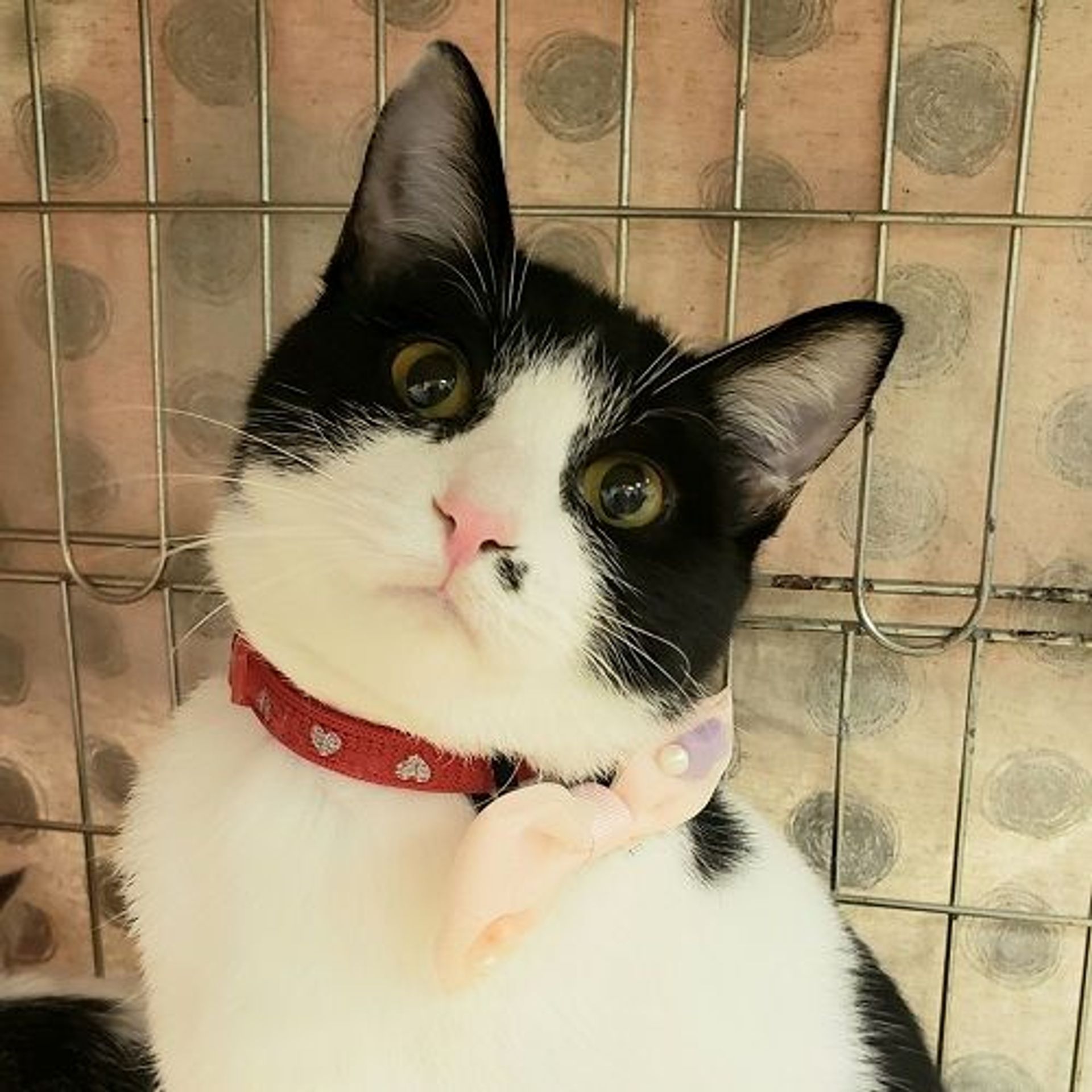 雑種（ミックス猫）・メスの里親募集の写真