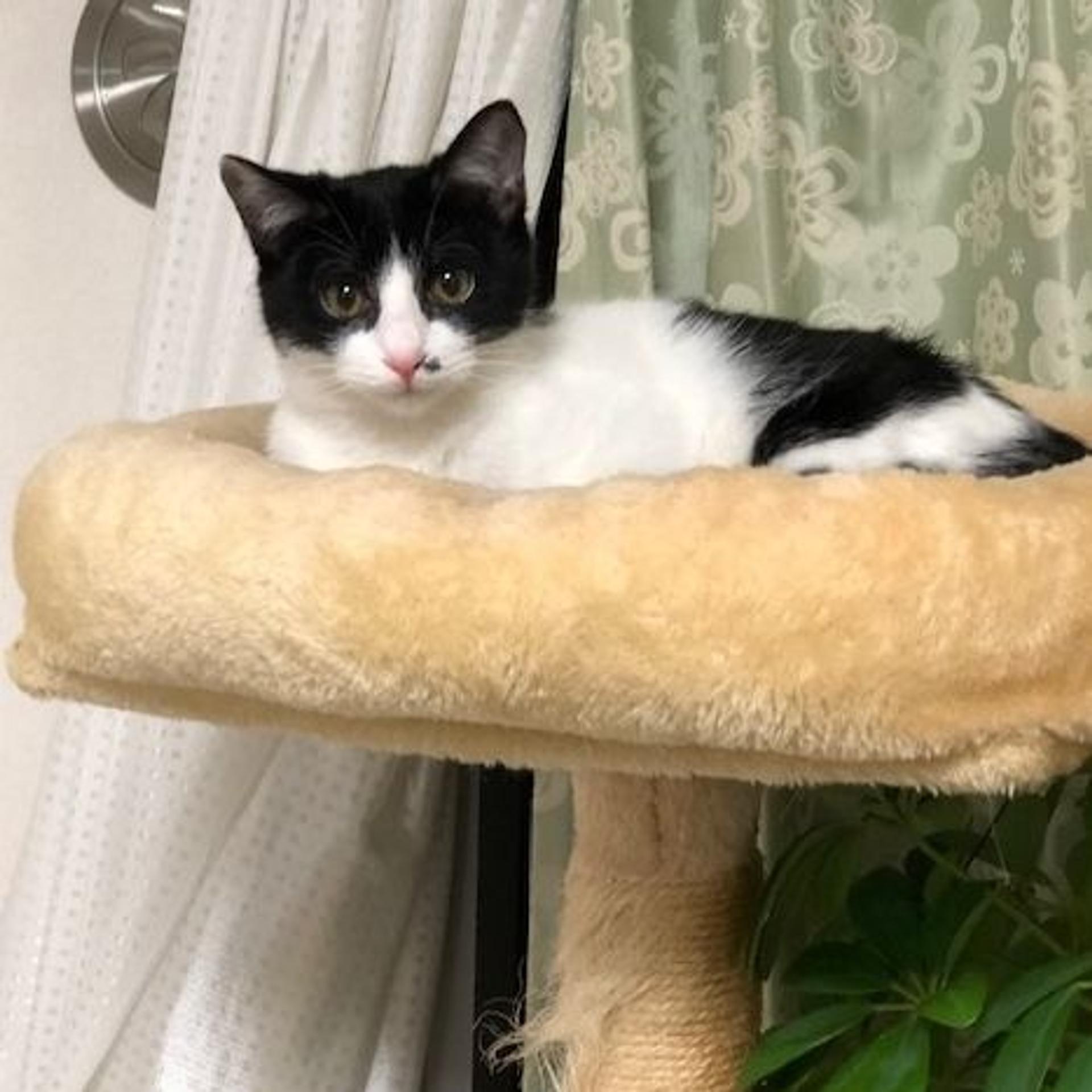 pet-image-3