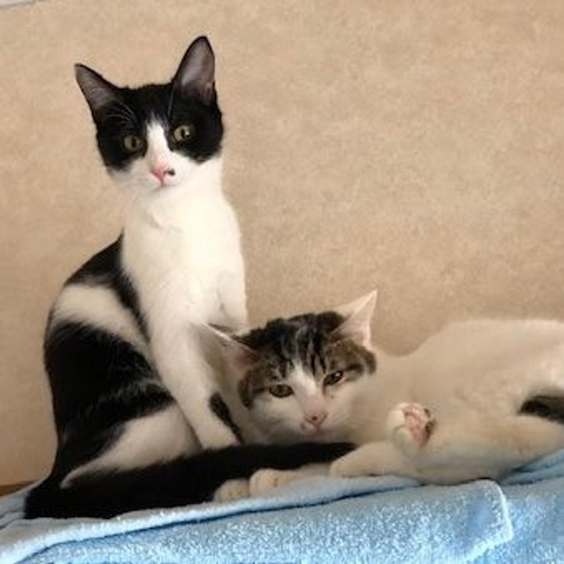 pet-image-4