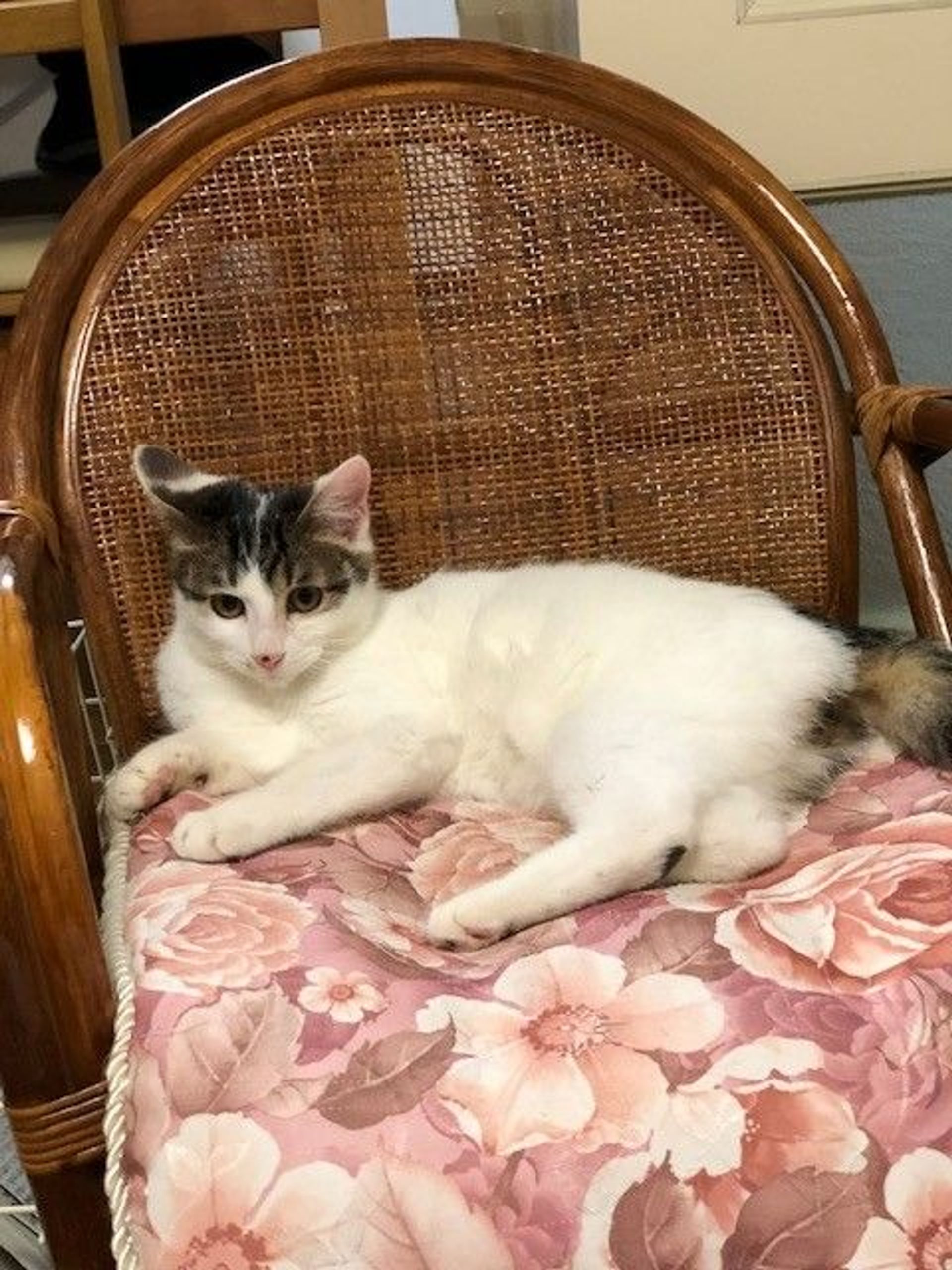 雑種（ミックス猫）・オスの里親募集の写真