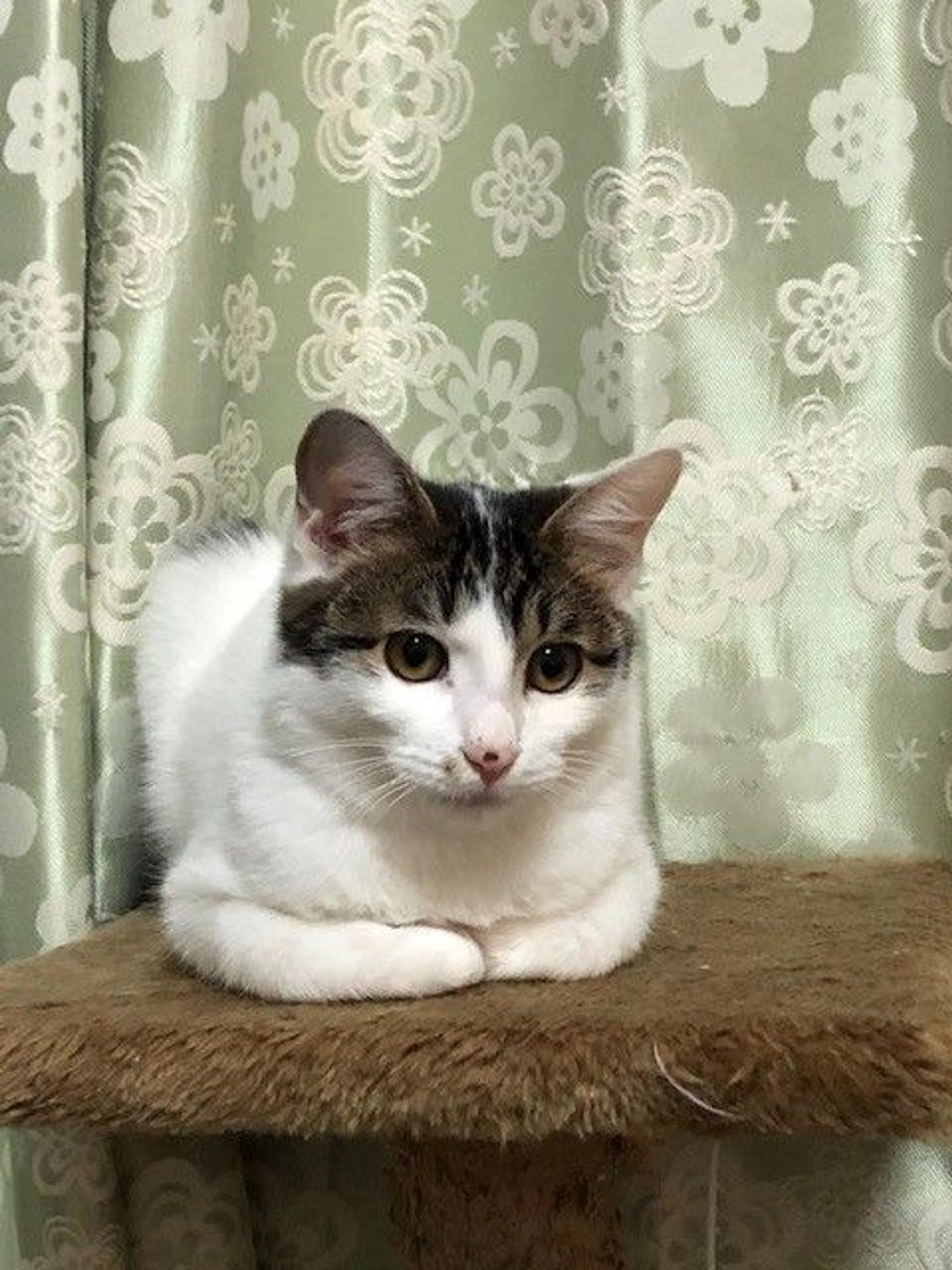 pet-image-2
