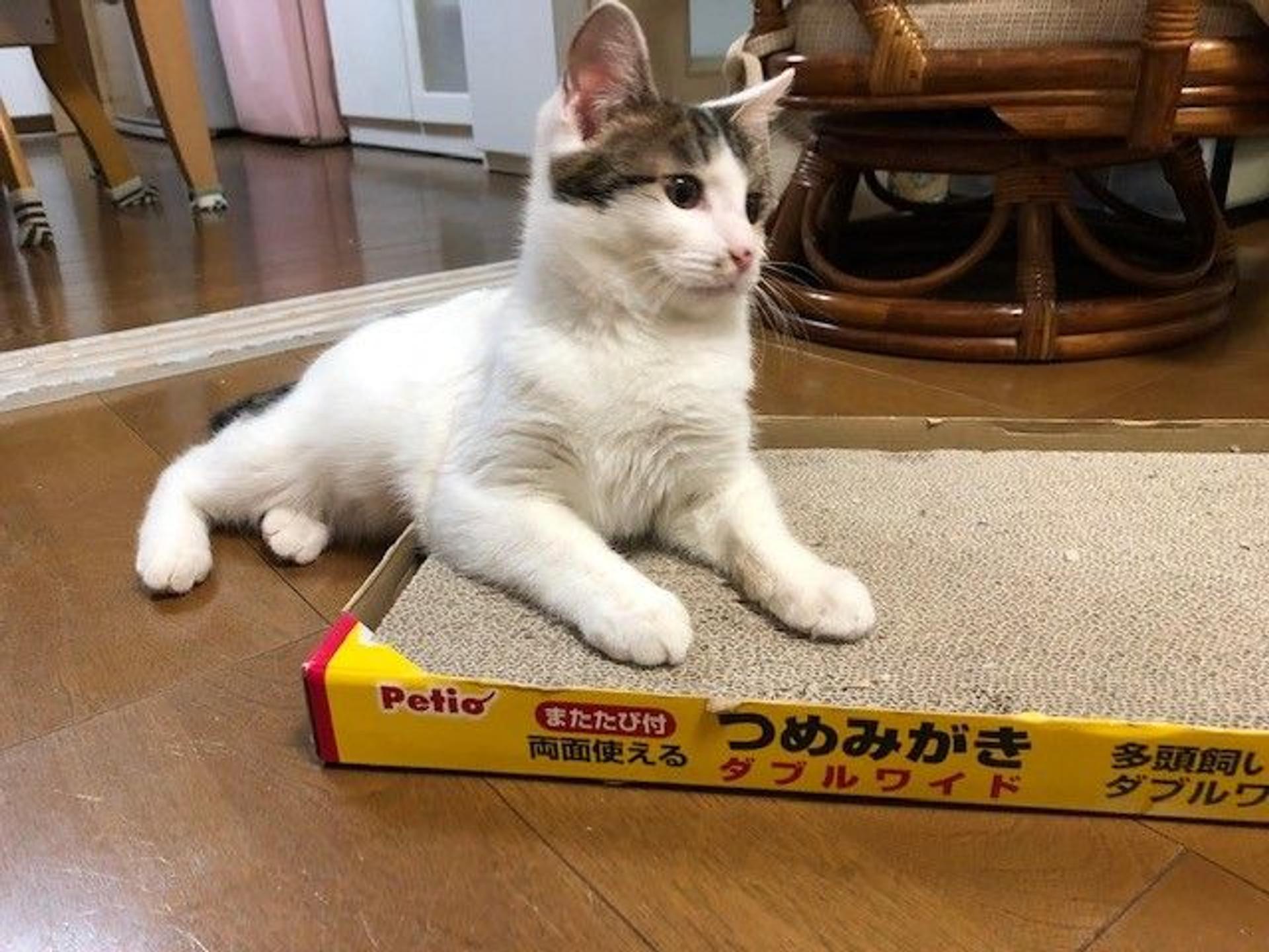 pet-image-3
