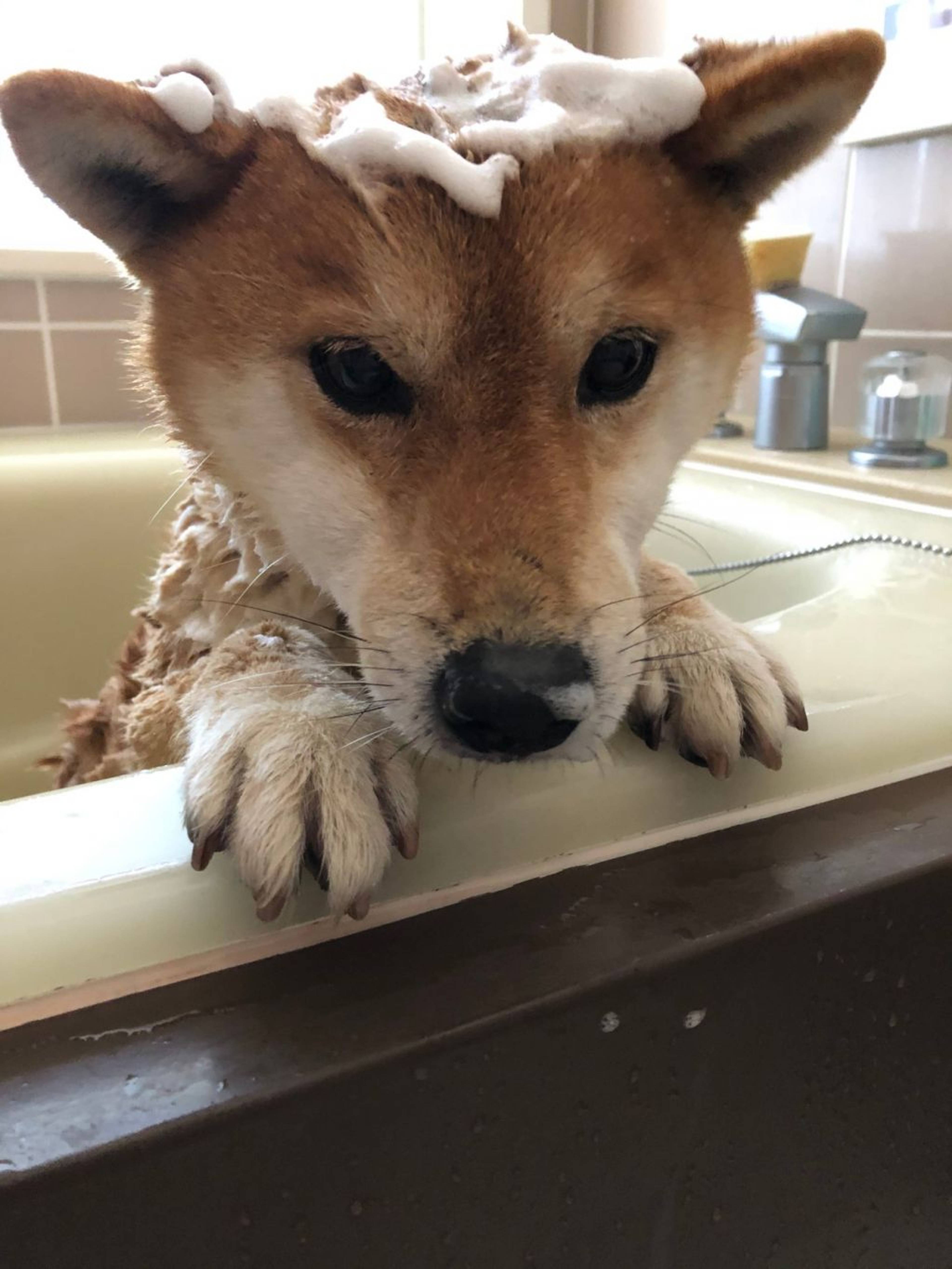 柴犬・オスの里親募集の写真