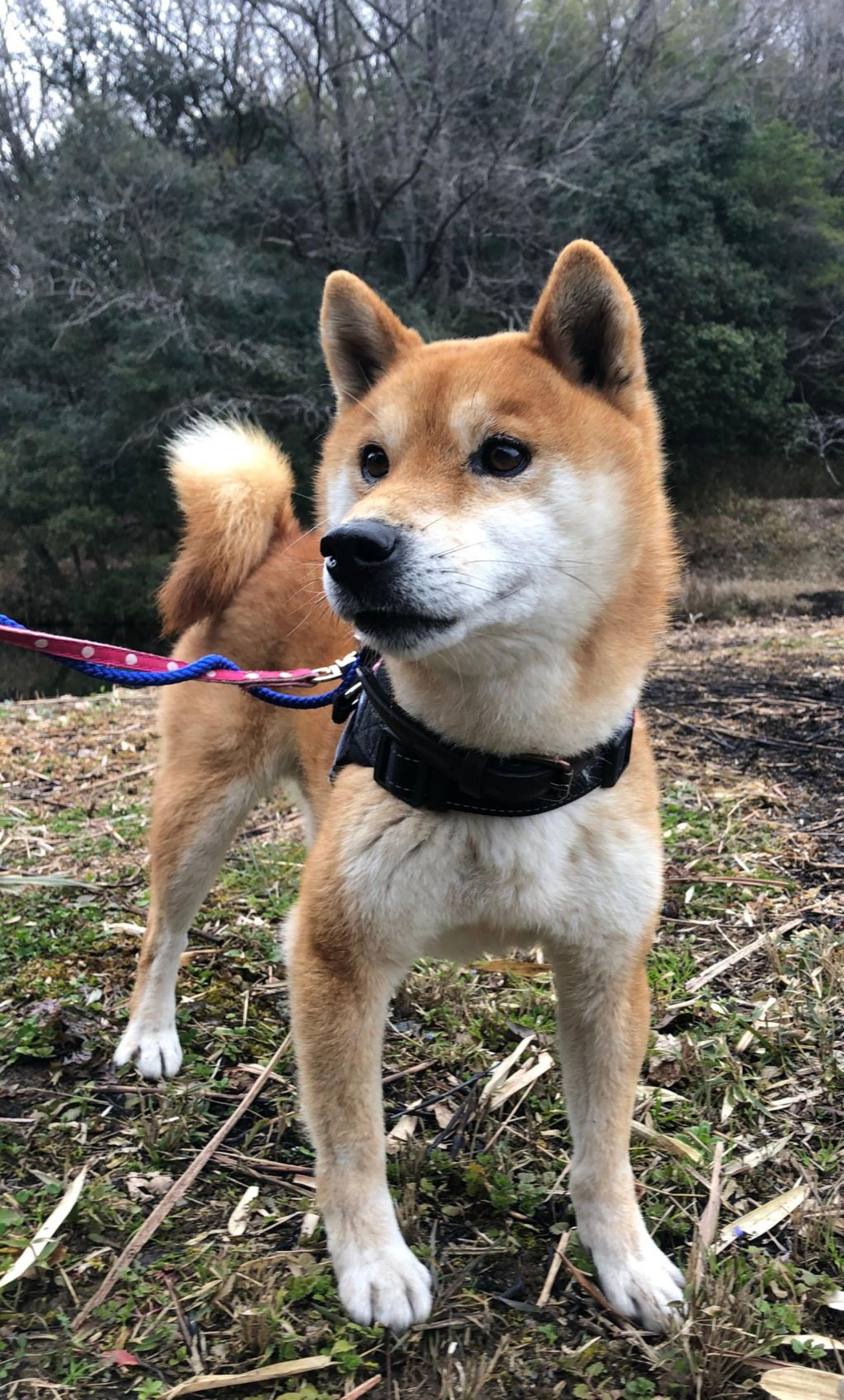 pet-image-2