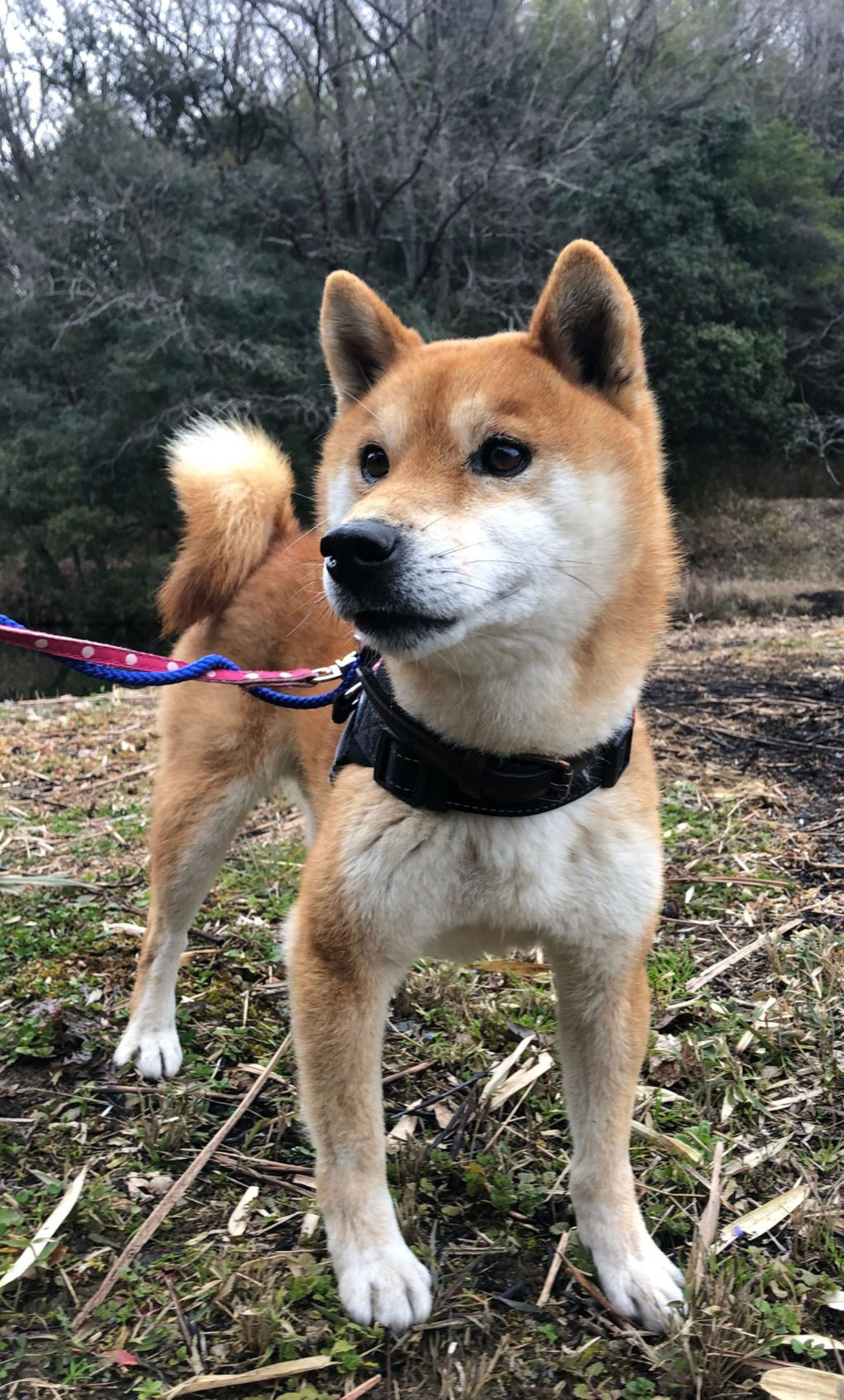 pet-image-2