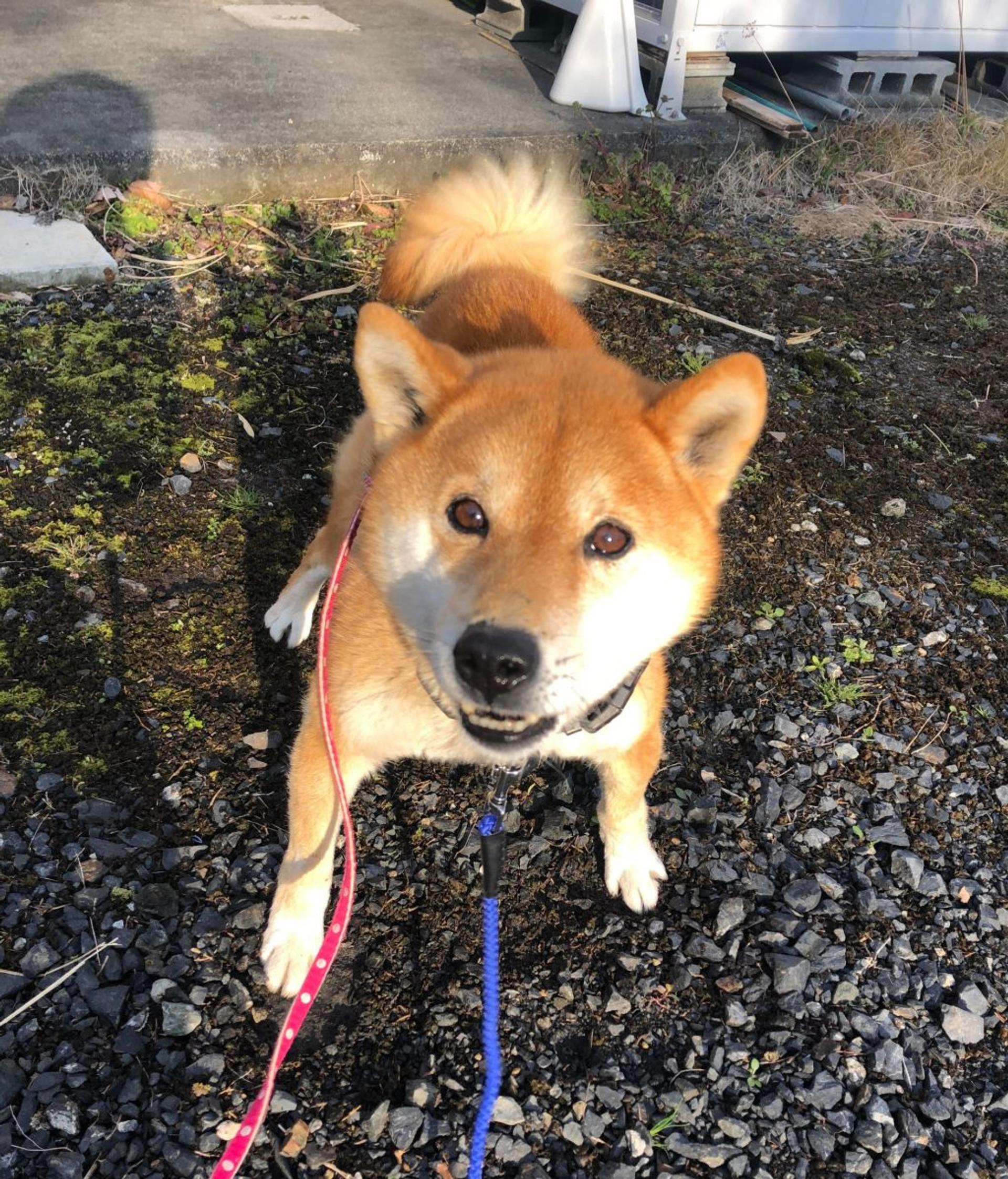 pet-image-3